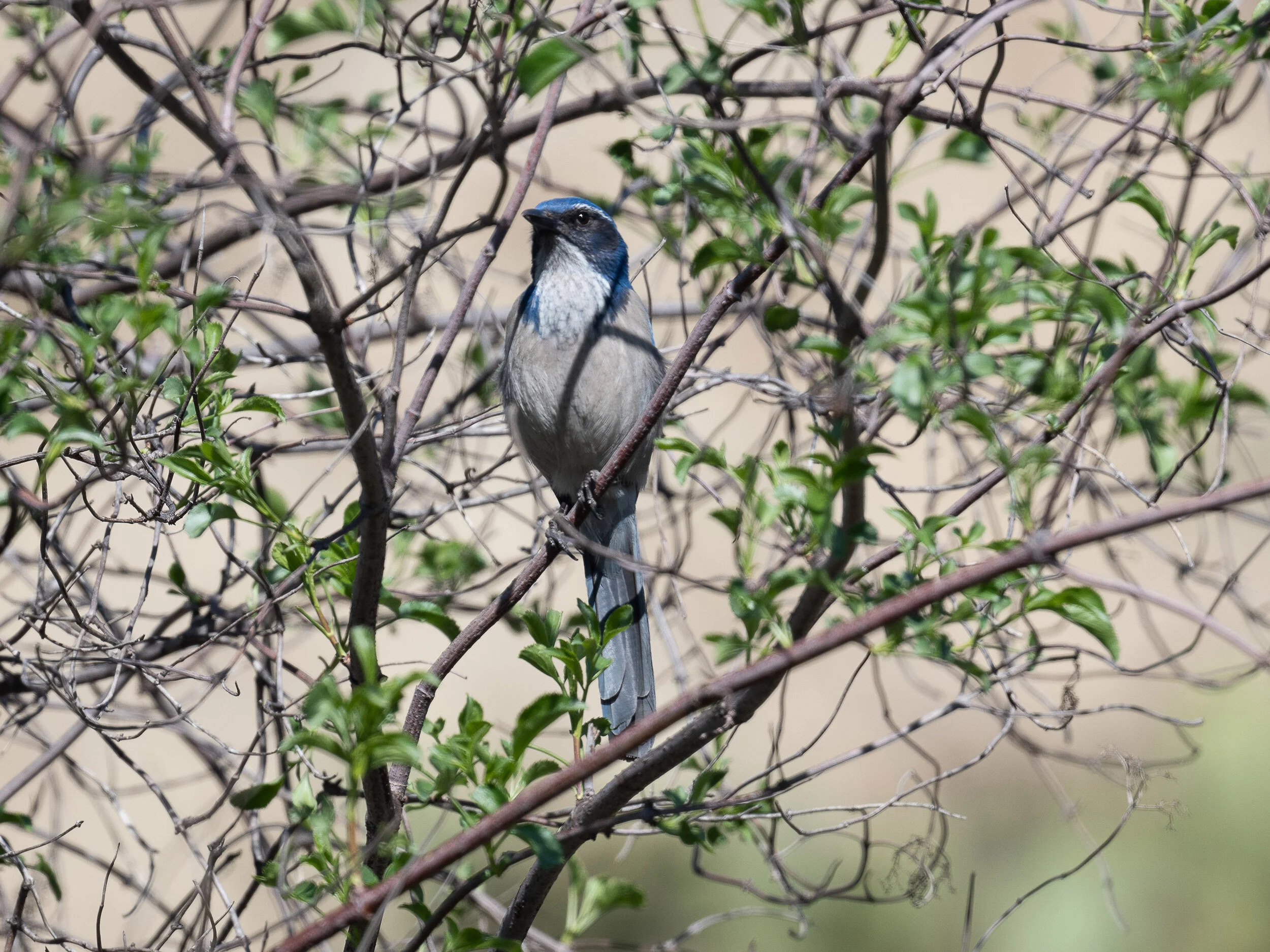 February Beginner Bird Walk