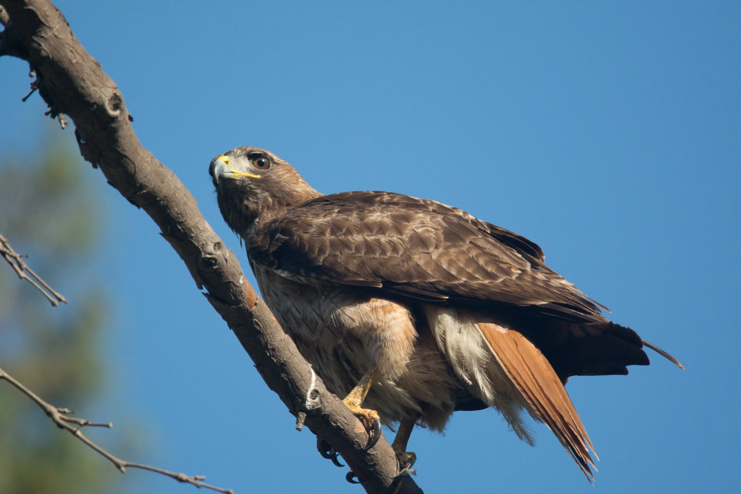 May Beginner Bird Walk