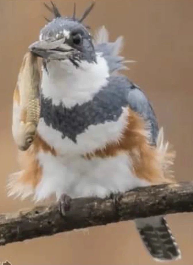 December Program: Joanna Wu presents "The Most Overlooked Birds in America: Females"