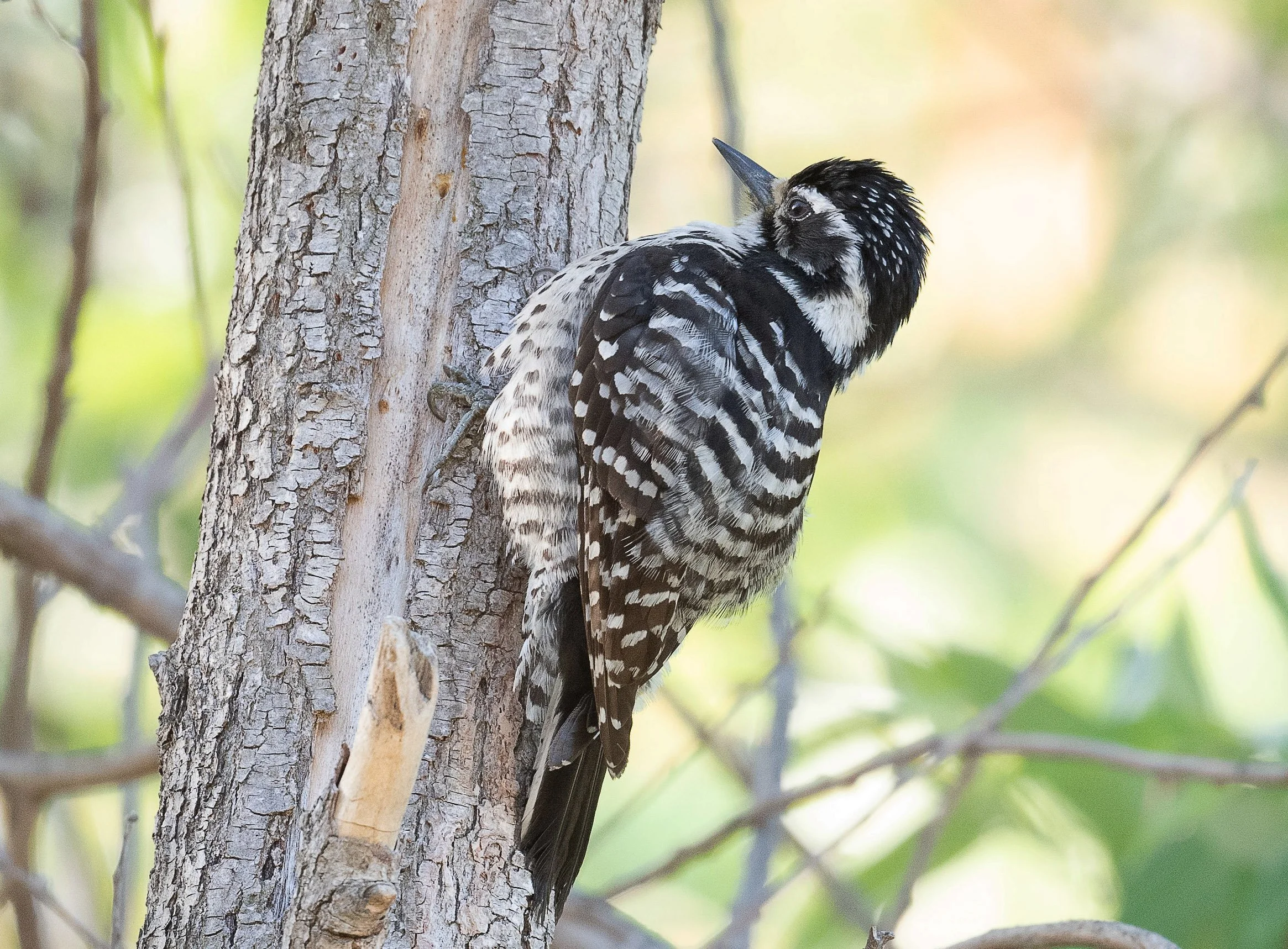 June Beginner Bird Walk