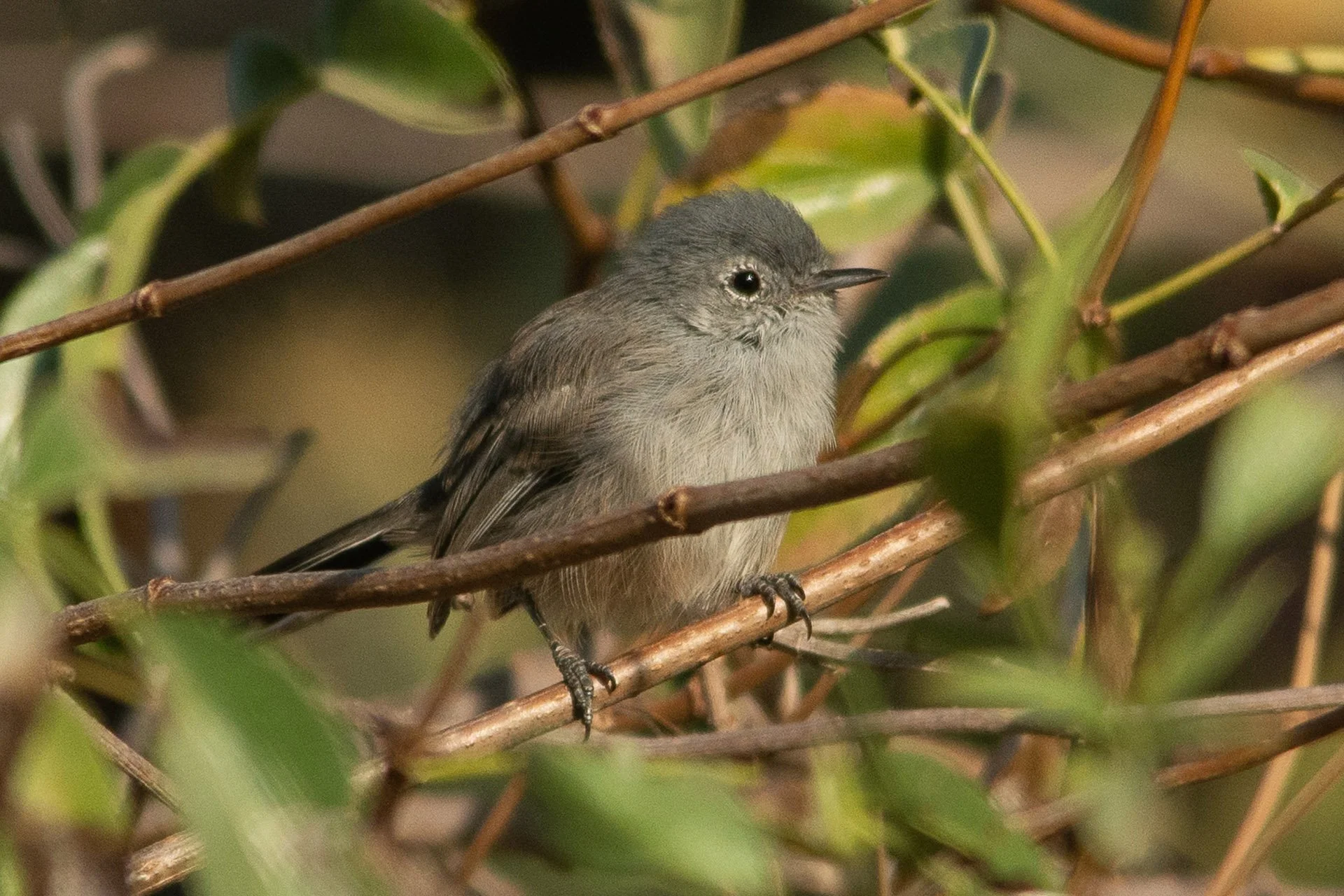 September Beginner Bird Walk