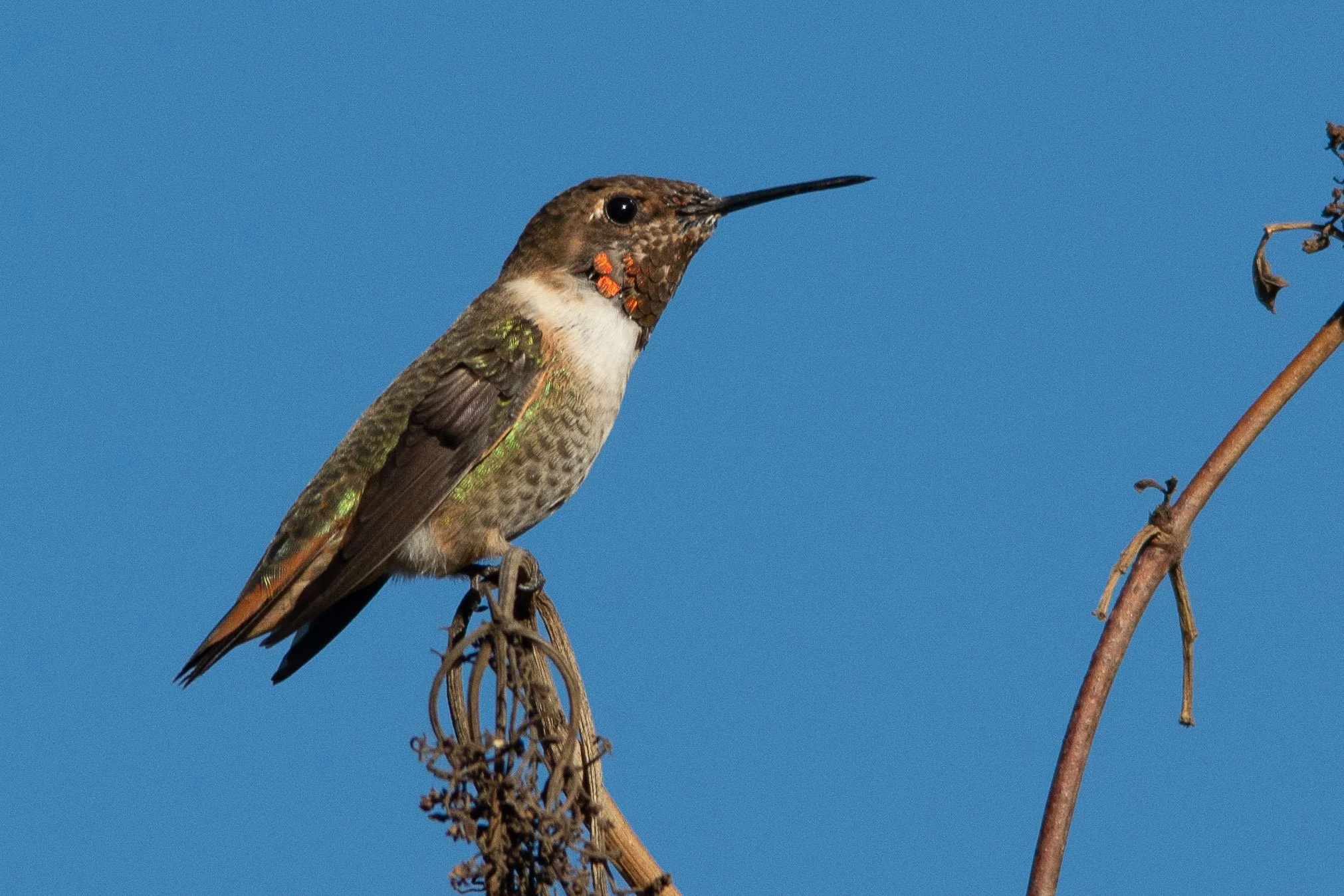 October Beginner Bird Walk