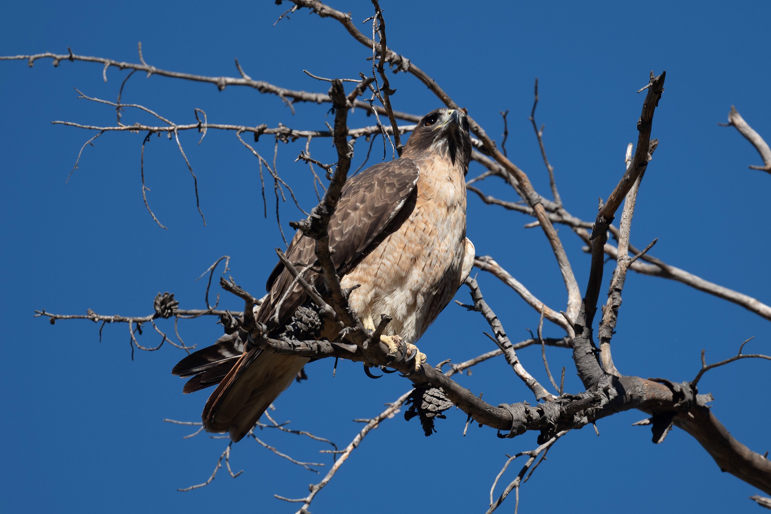 February Beginner Bird Walk