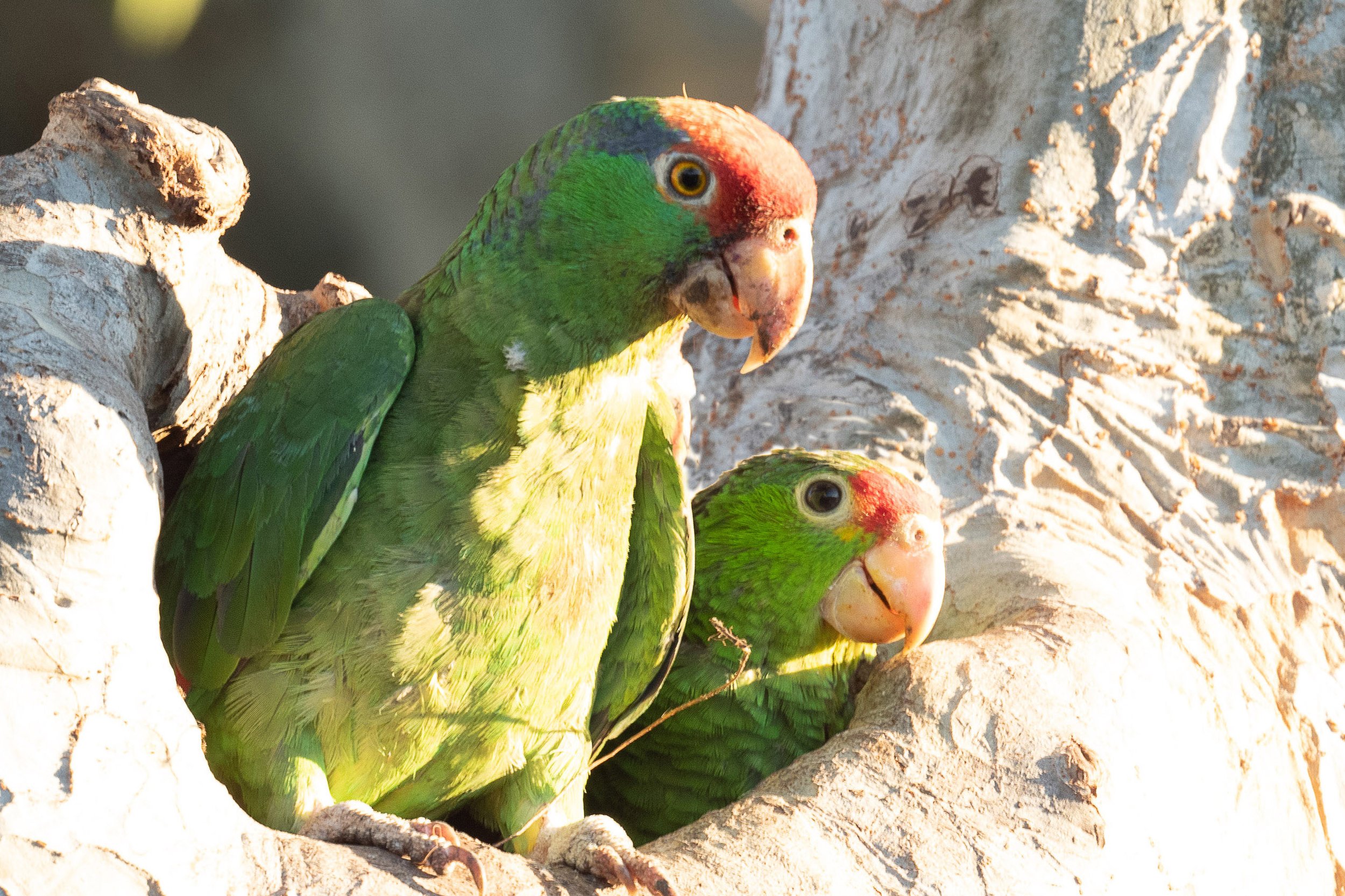 October Program: The Effect of Climate Change on Birds