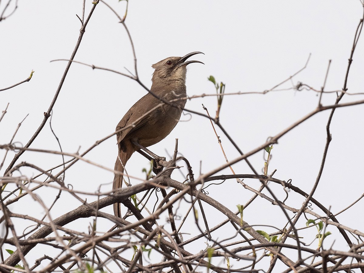 Celebrating Bird Songs