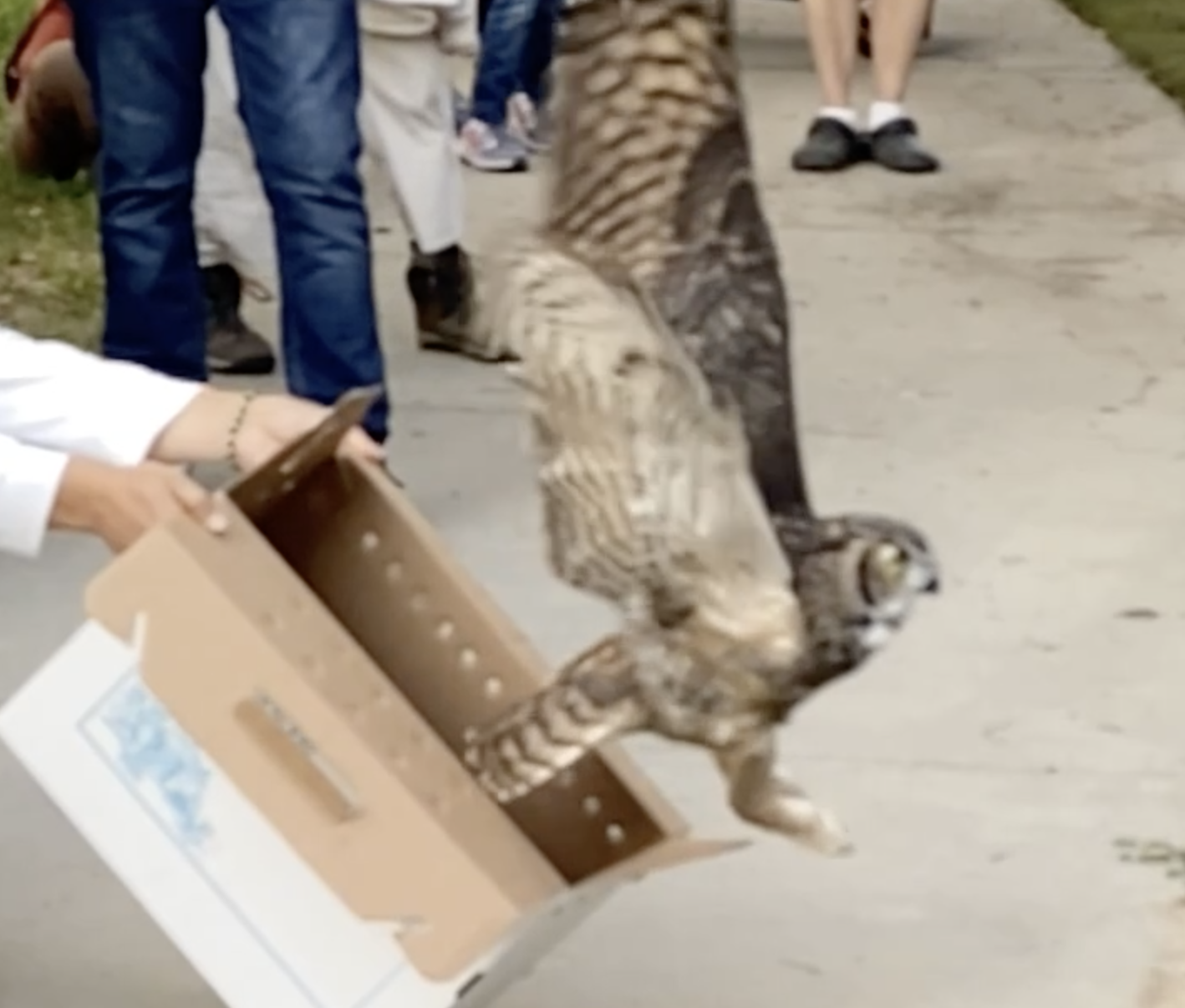 Owl Release at Whittier Narrows Nature Center