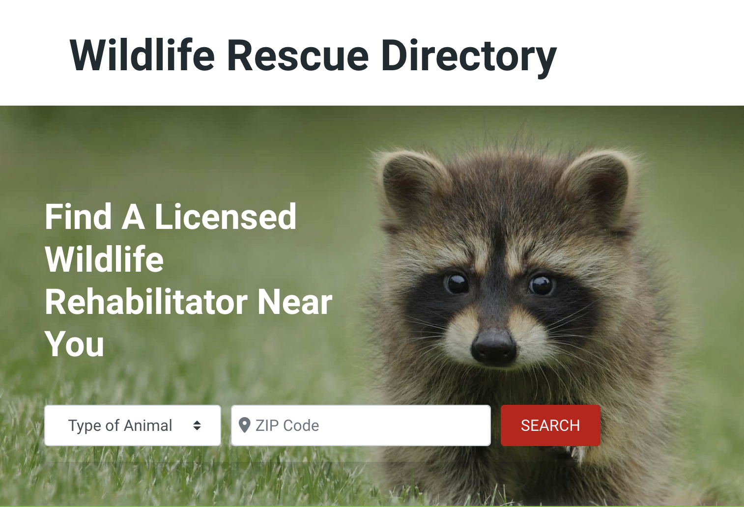 What to do if you see a sick or injured bird