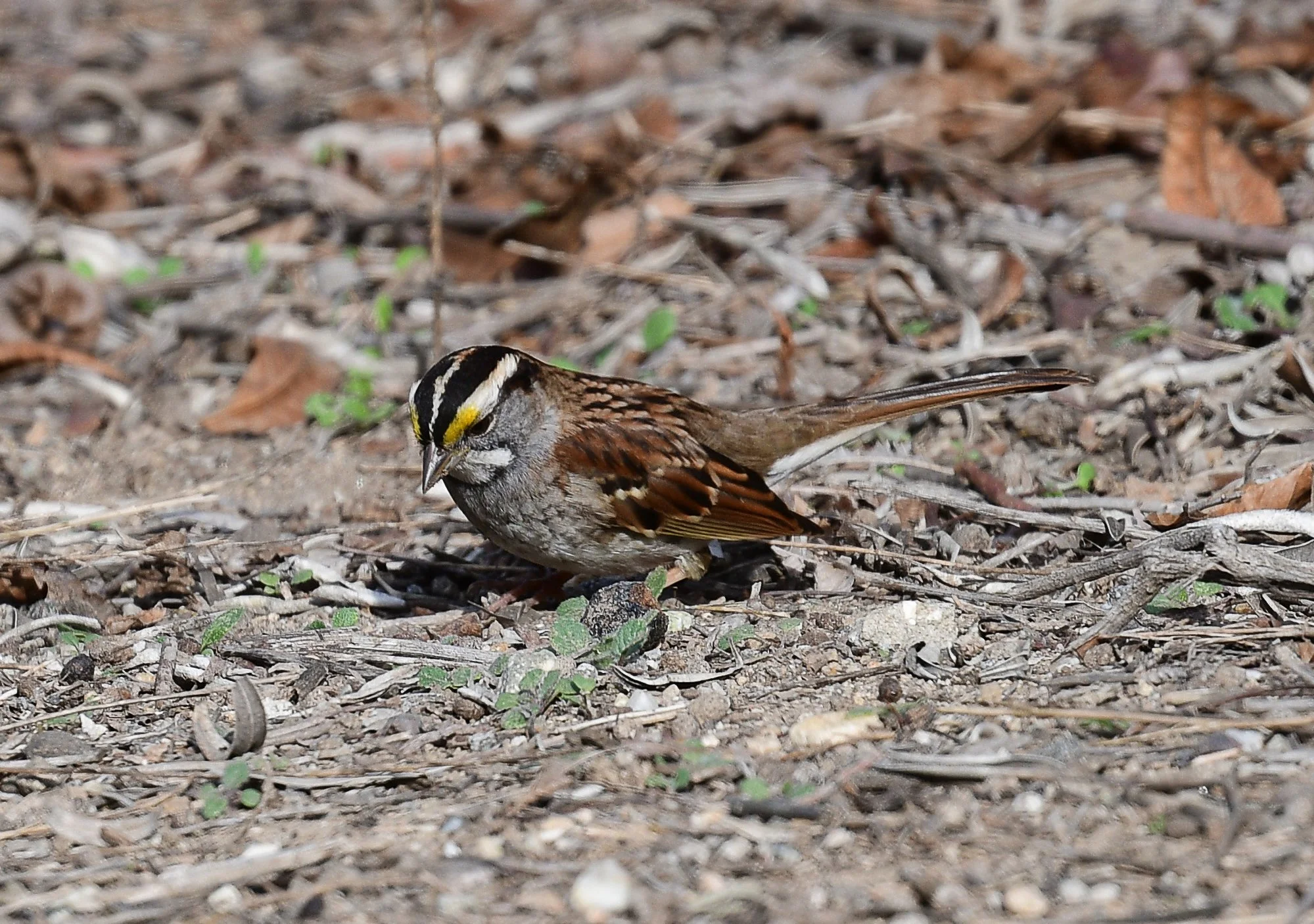 December Beginner Bird Walk