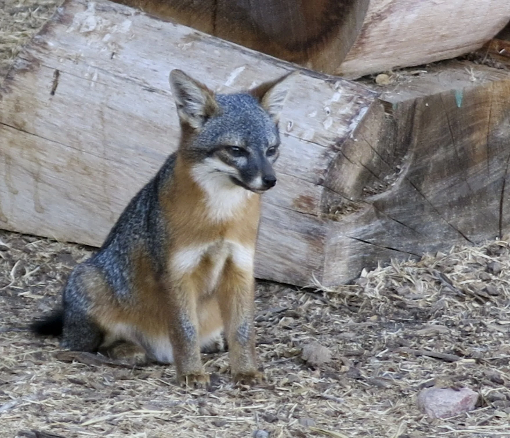 THIS TRIP IS FULL - Santa Cruz Island Field Trip