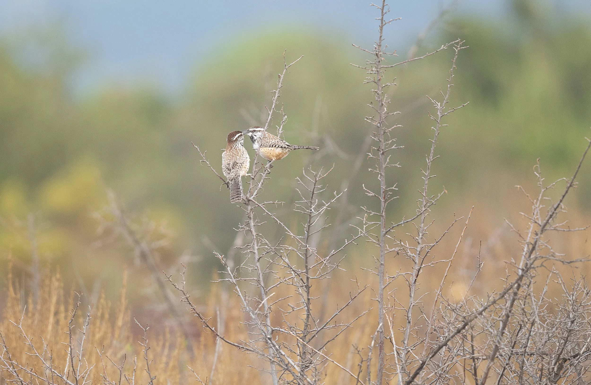 October Program: The Stories within Ecology and Ecosystems