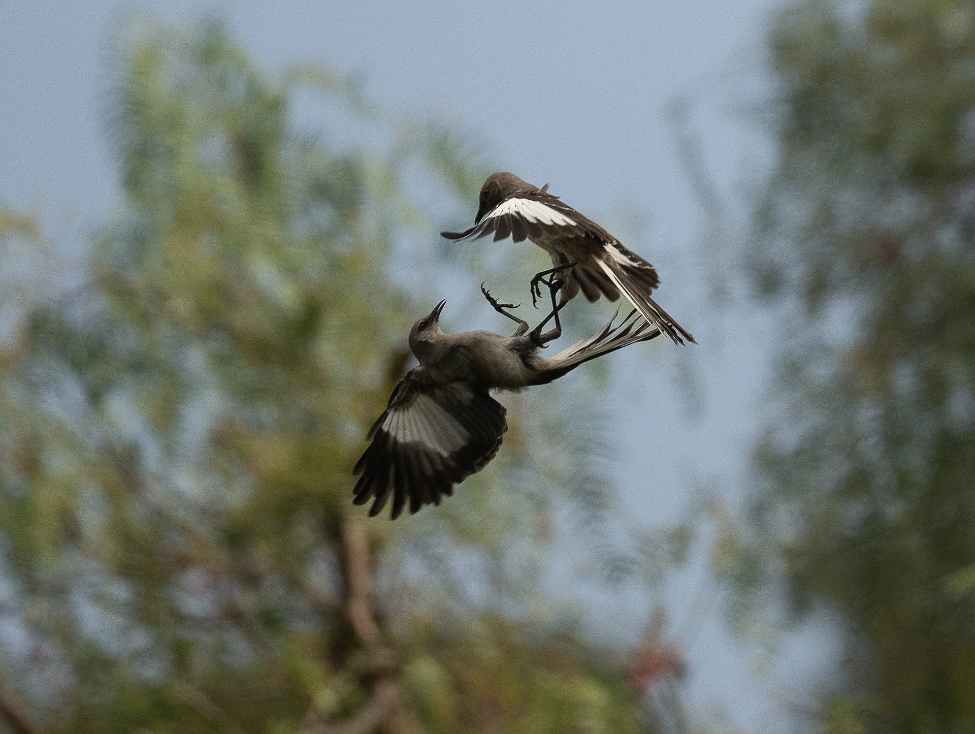 May Beginner Bird Walk