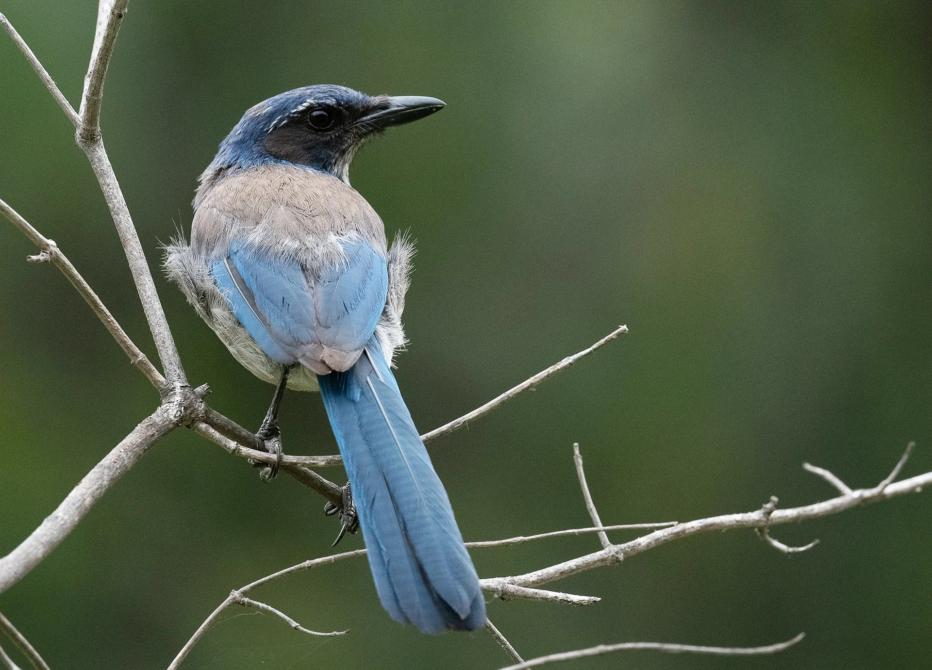 June Beginner Bird Walk