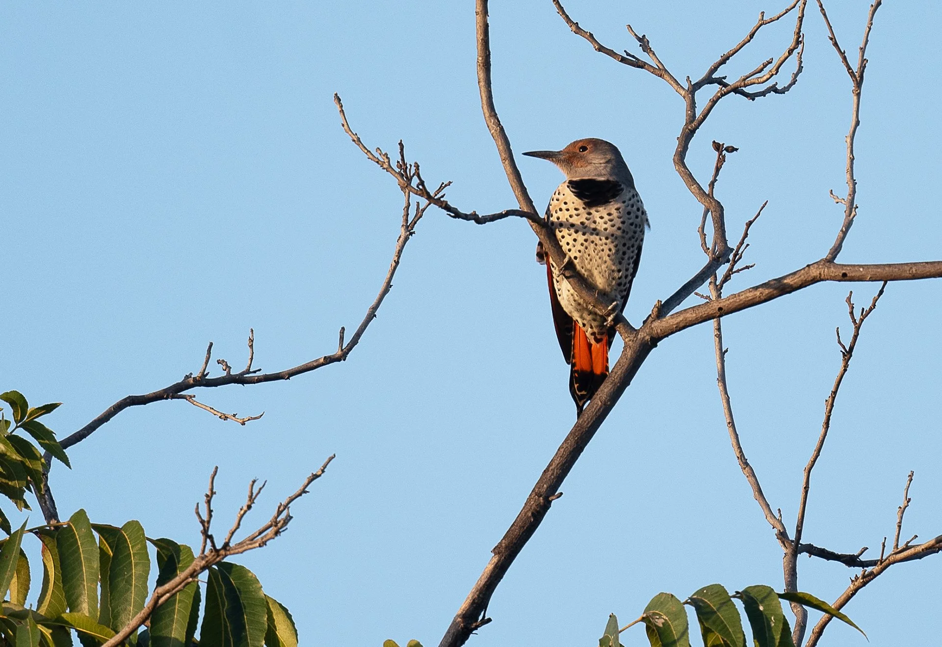 October Beginner Bird Walk