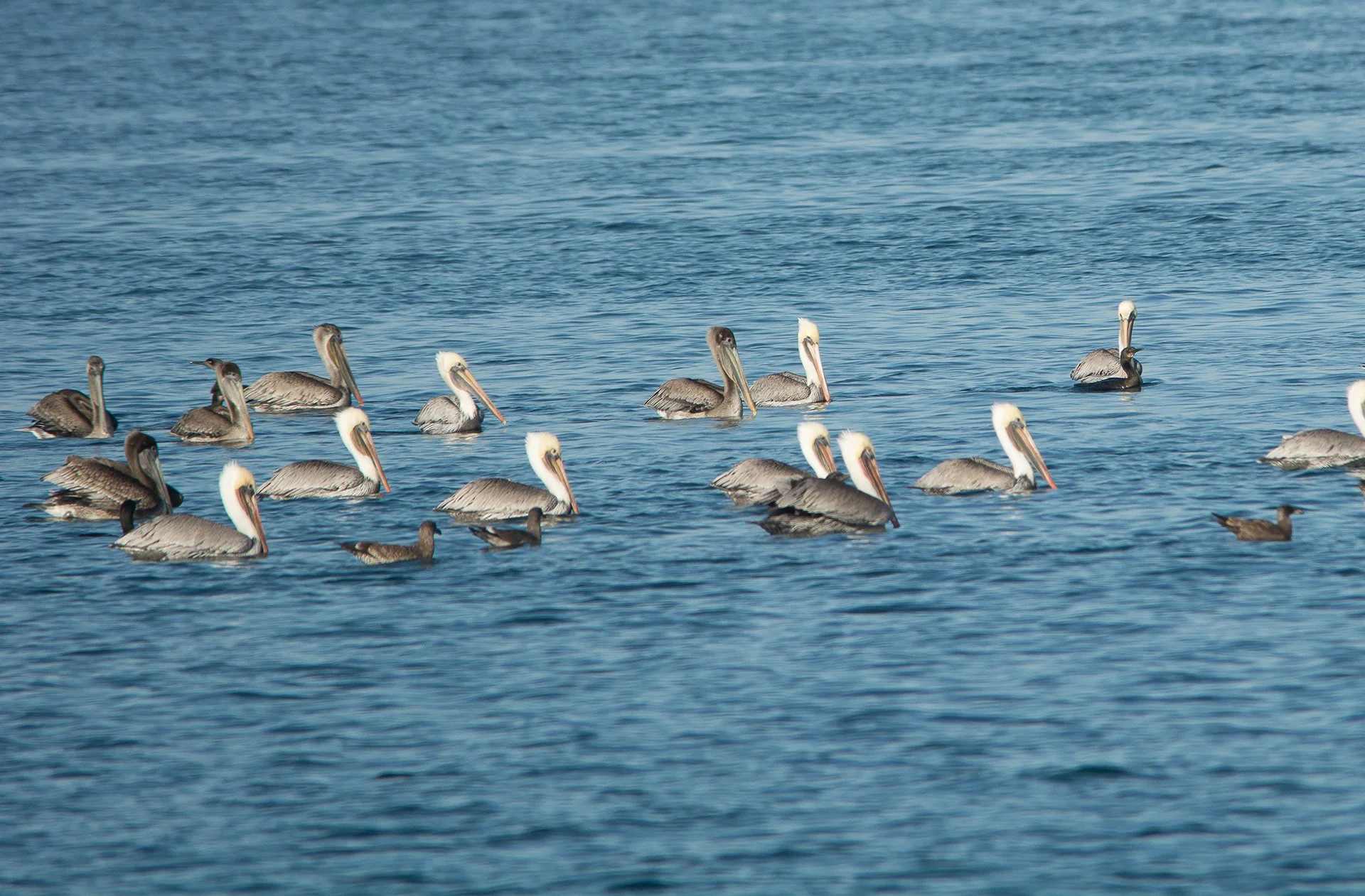 Playa del Rey Field Trip