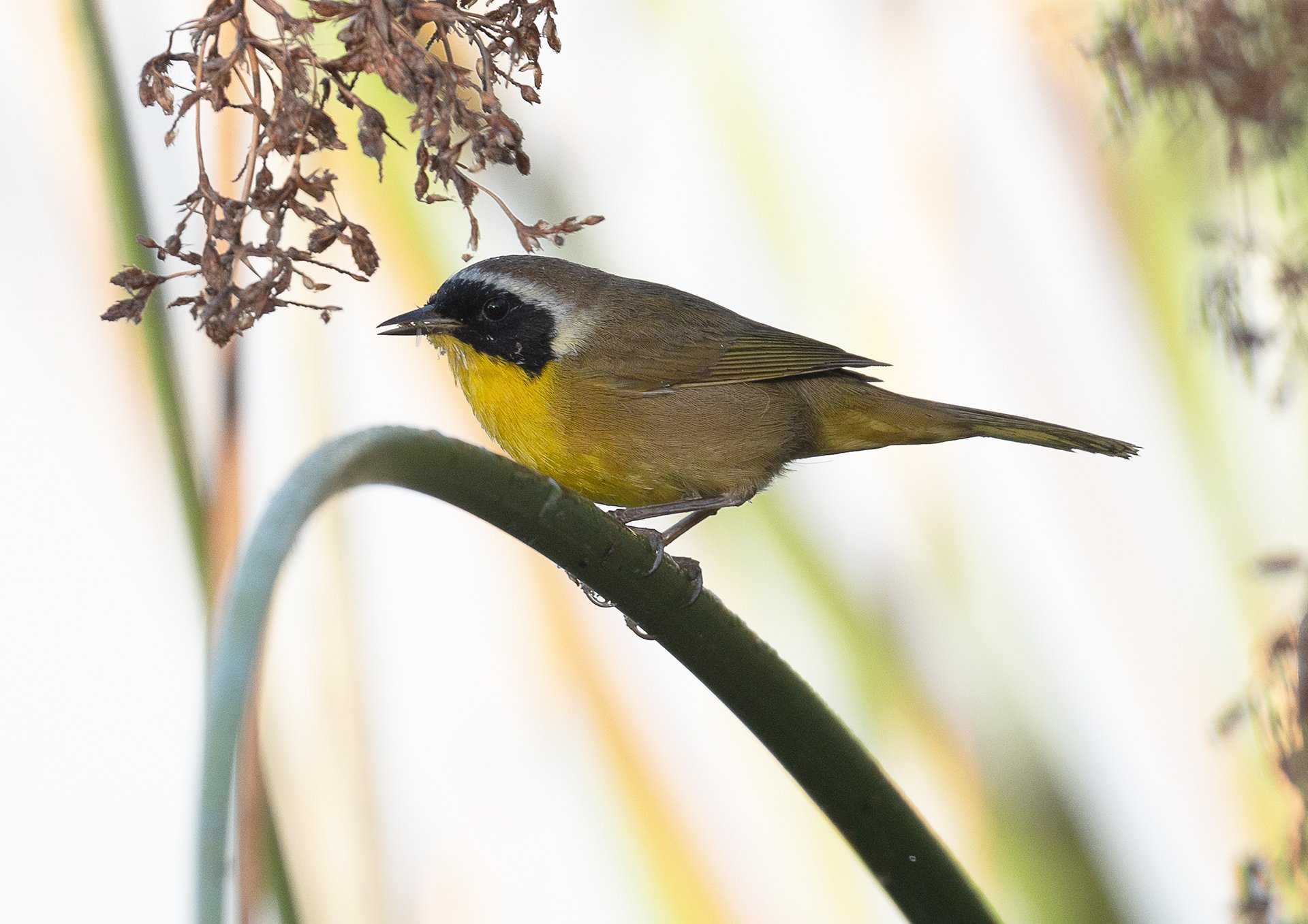 San Joaquin Marsh Field Trip