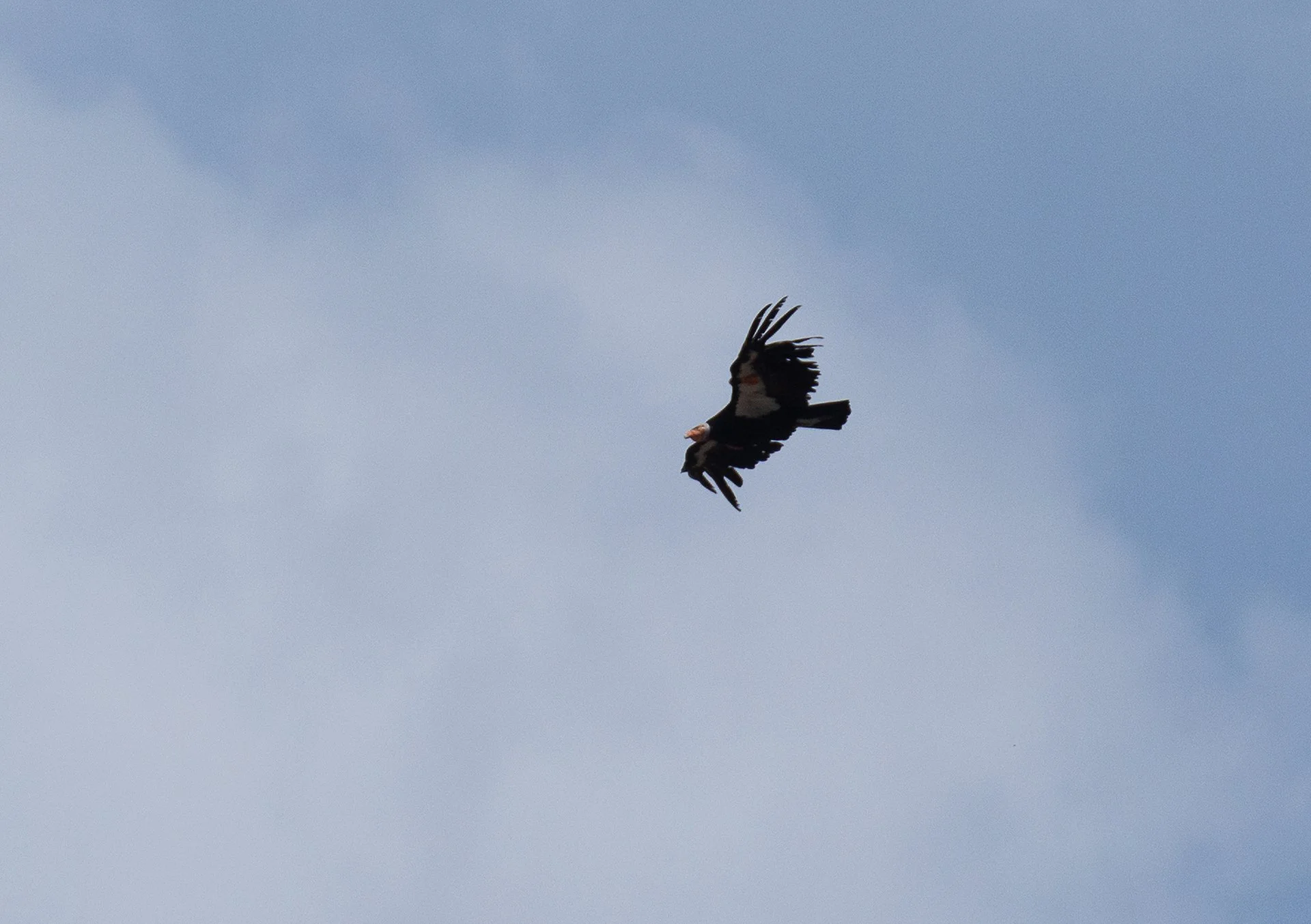 Condor Trip to Mt. Pinos area