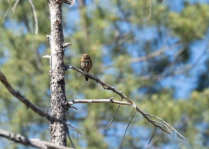 NorthernPygmy-owl_20170617-1.jpg