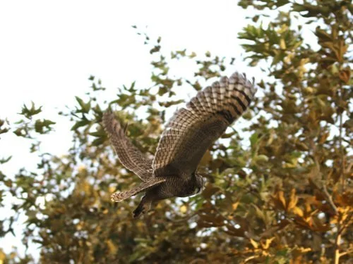 Whittier Narrows Nature Center Clean-up