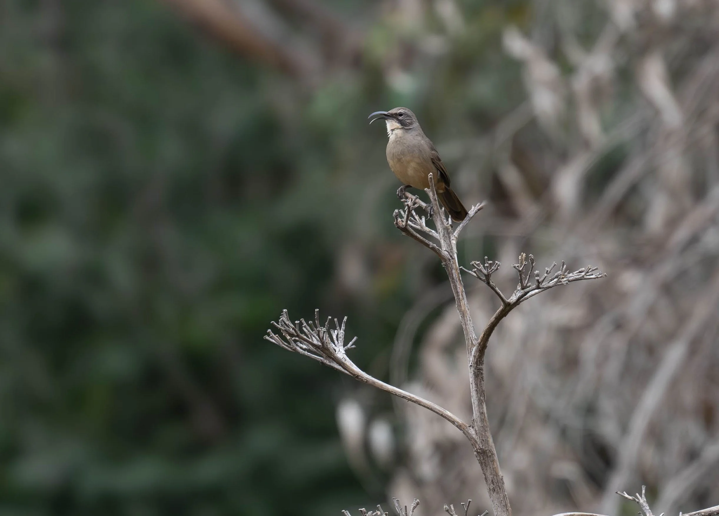 September Beginner Bird Walk