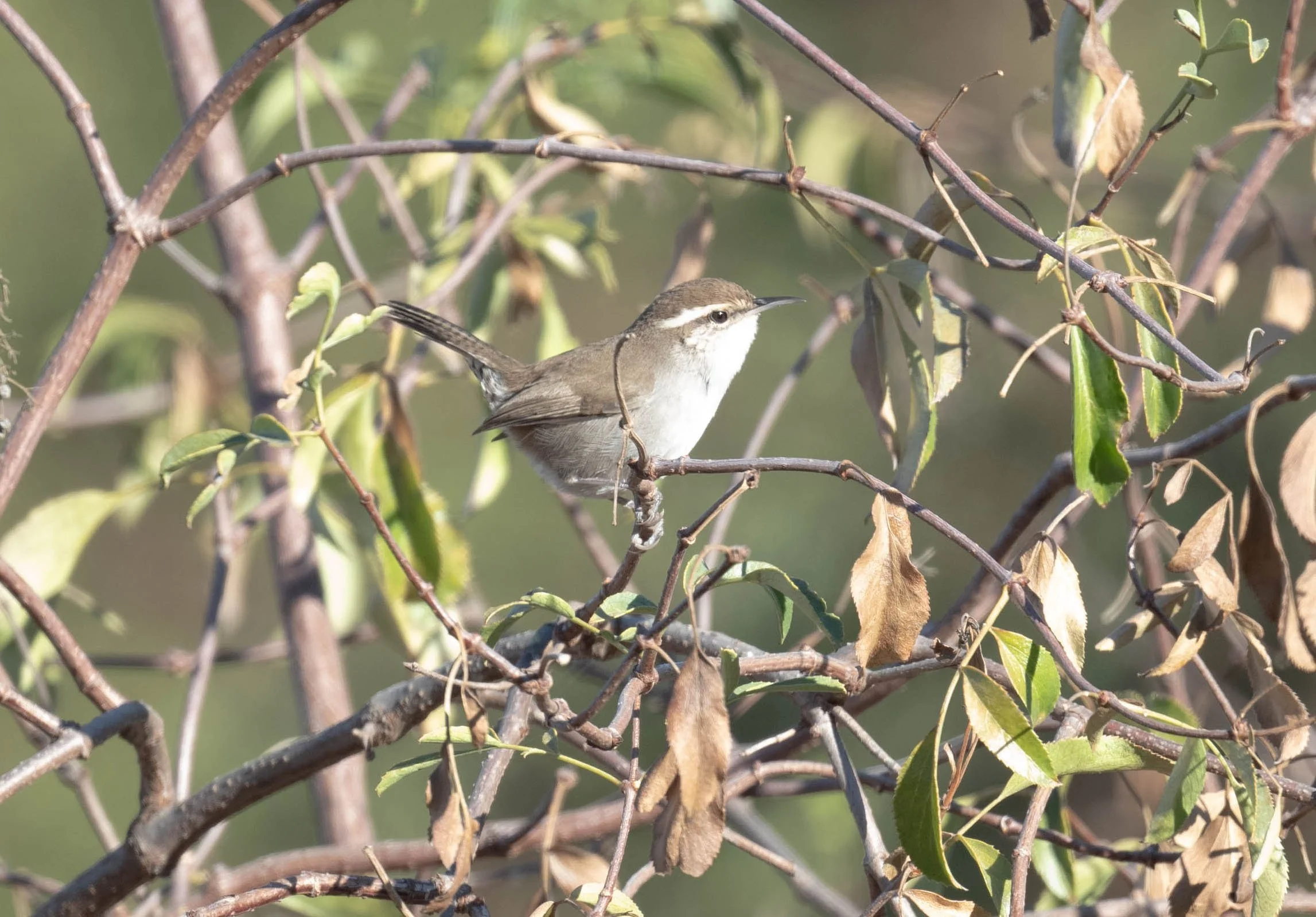 November Beginner Bird Walk