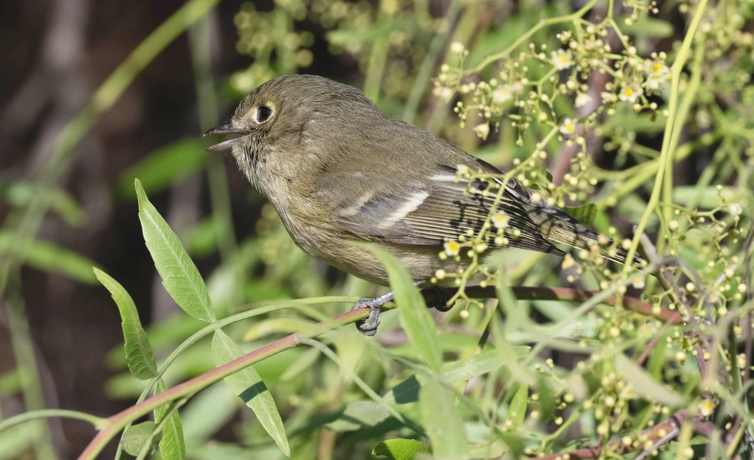 January Beginner Bird Walk