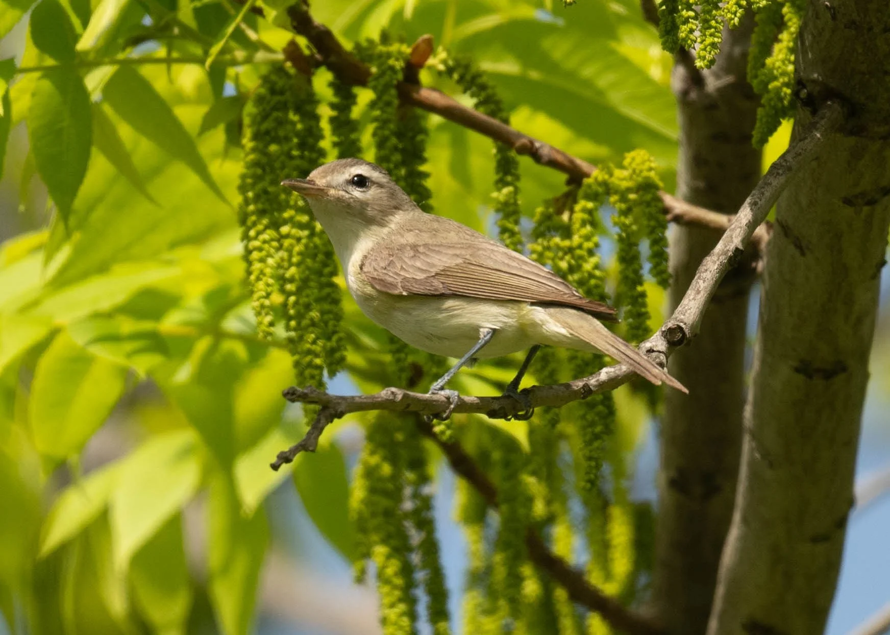 May Beginner Bird Walk