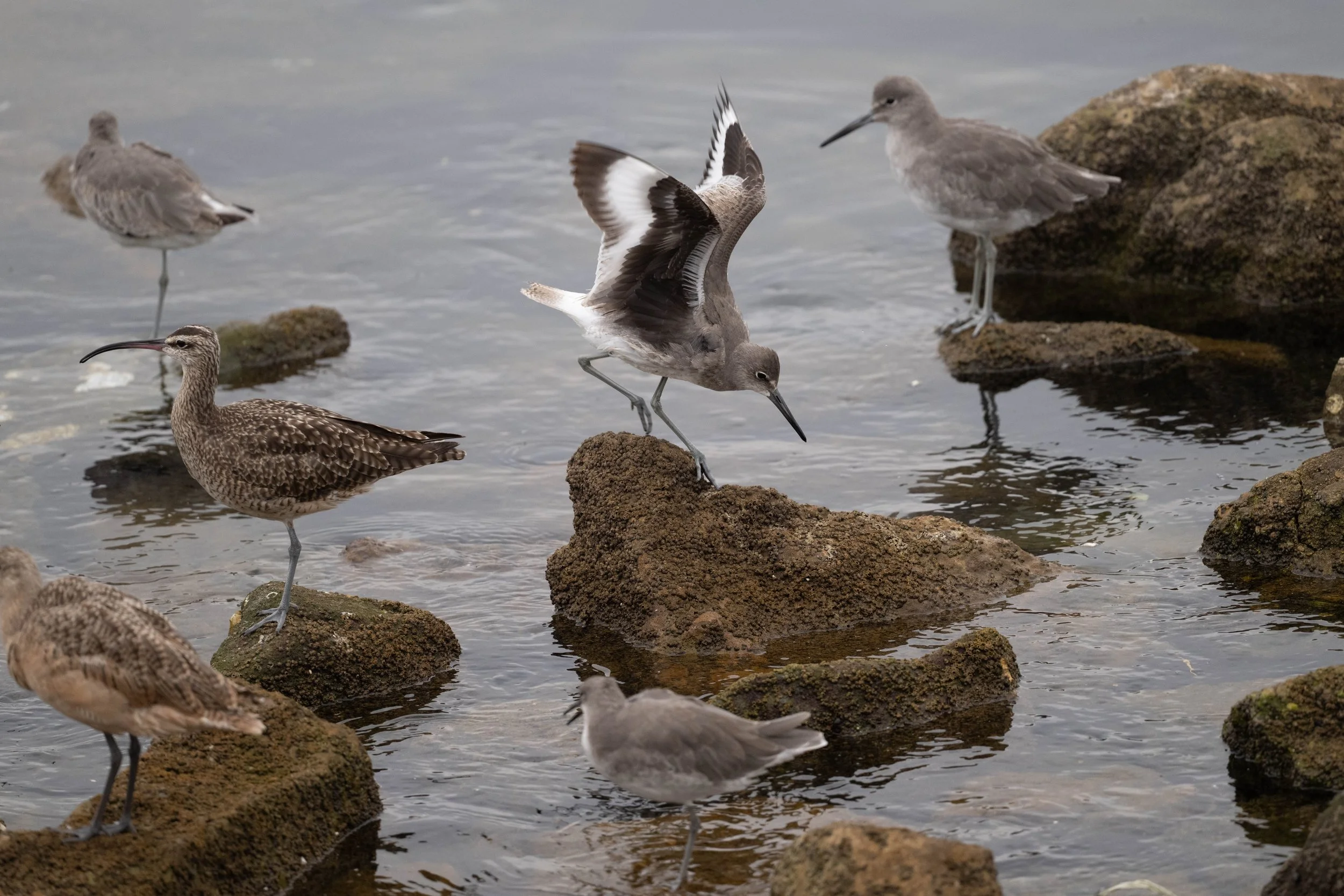 Shorebirds of Playa del Rey Field Trip