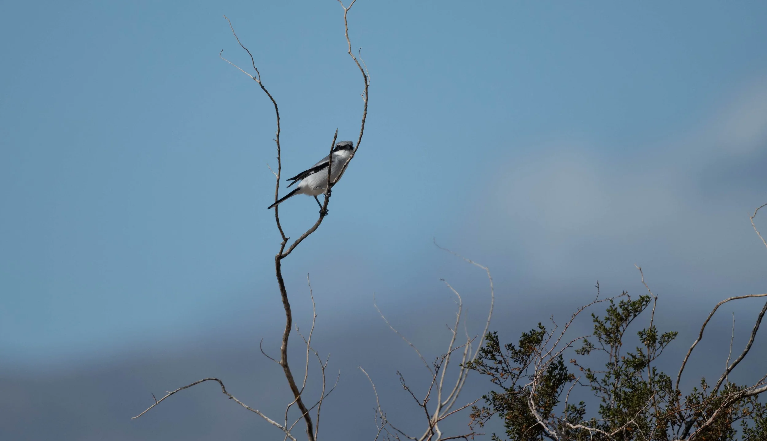Anza Borrego Overnighter Field Trip