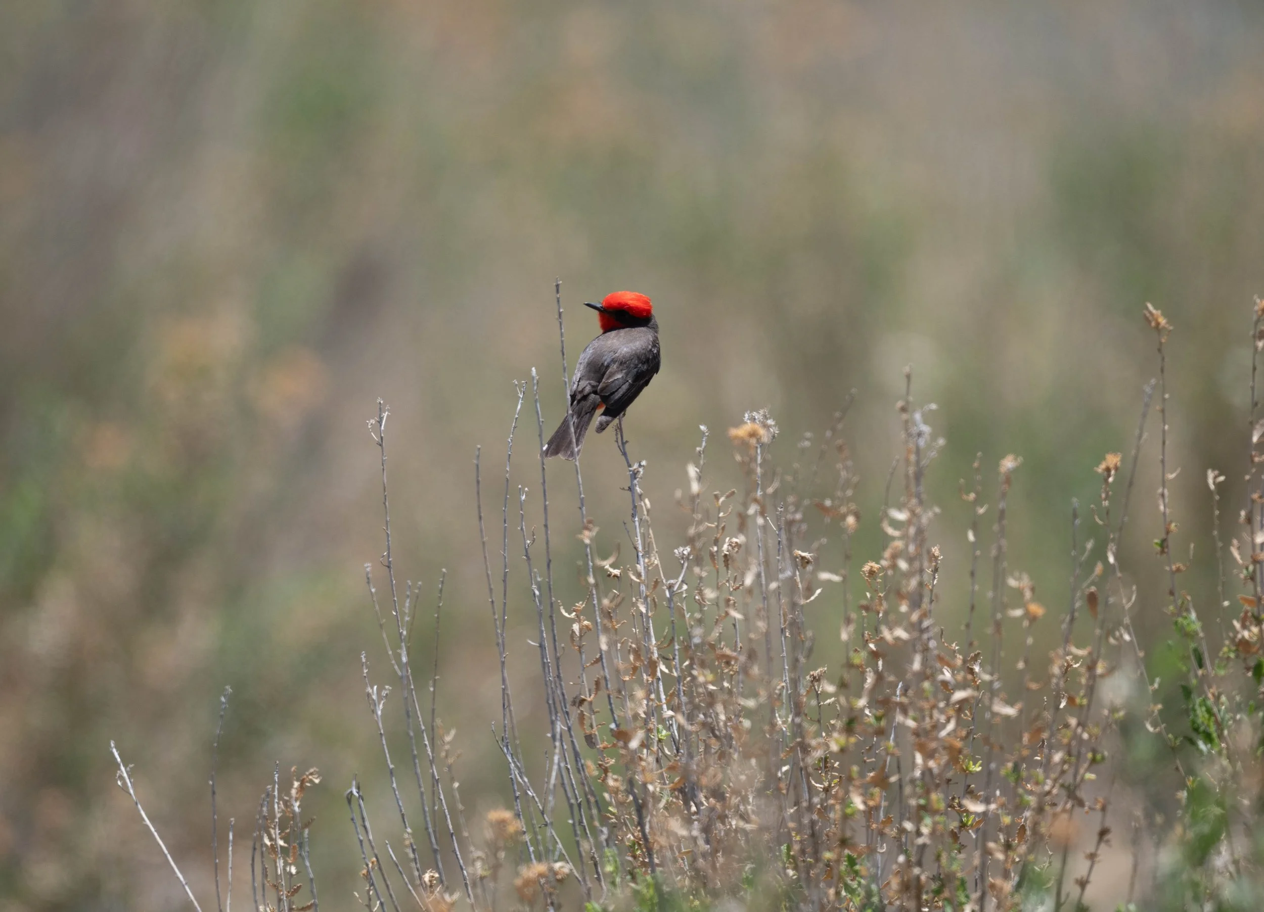 Big Morongo and White Water Field Trip