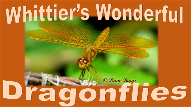 February Program: Whittier's Wonderful Dragonflies