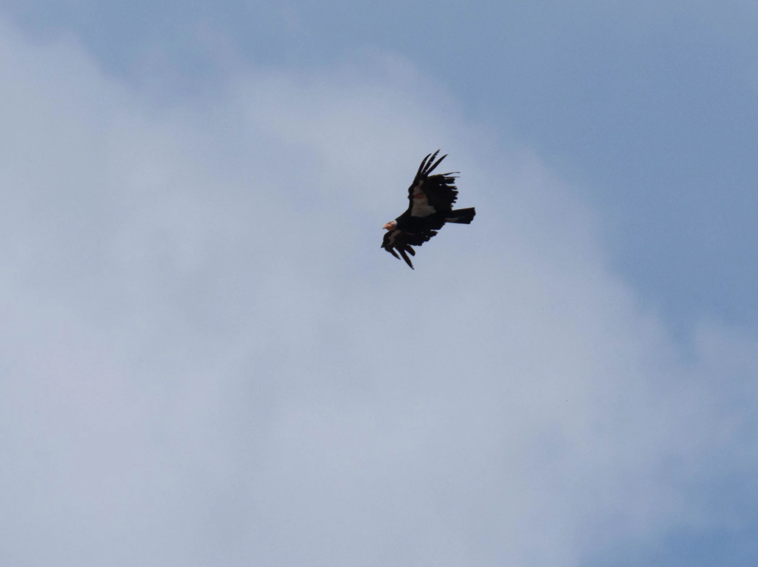 March Program: California Condors - Back from the Brink