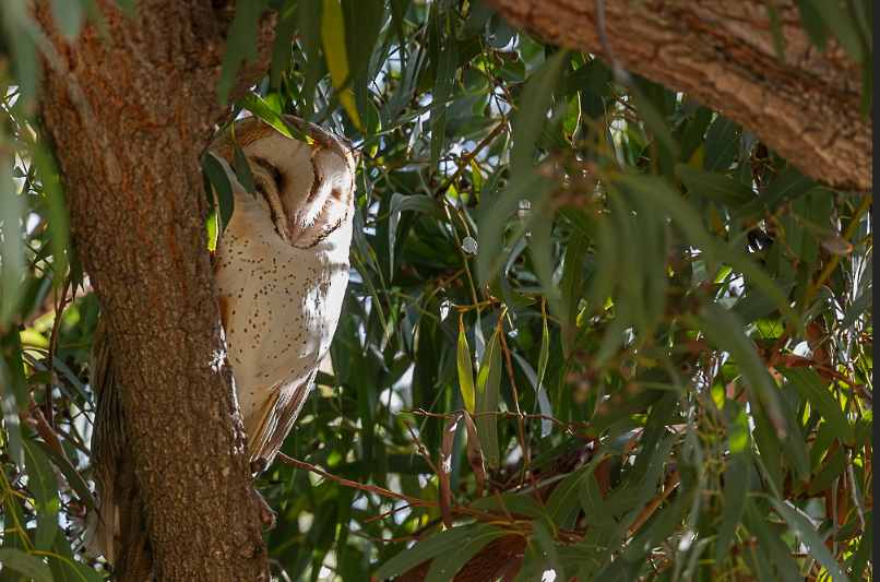 Irvine Regional Park Afternoon Field Trip