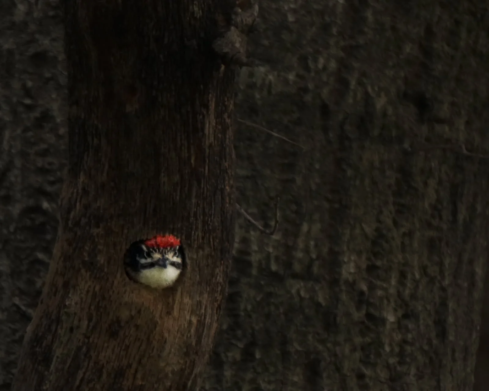 April Program: Moments in Nature: How I became a certified Naturalist