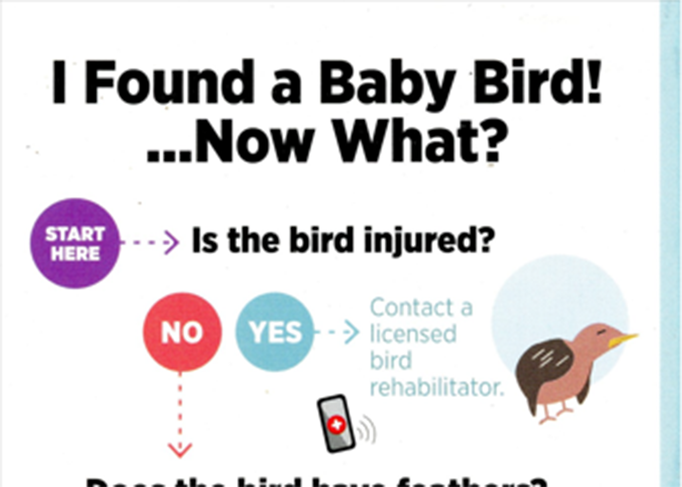 I Found a Baby Bird! ...Now What?