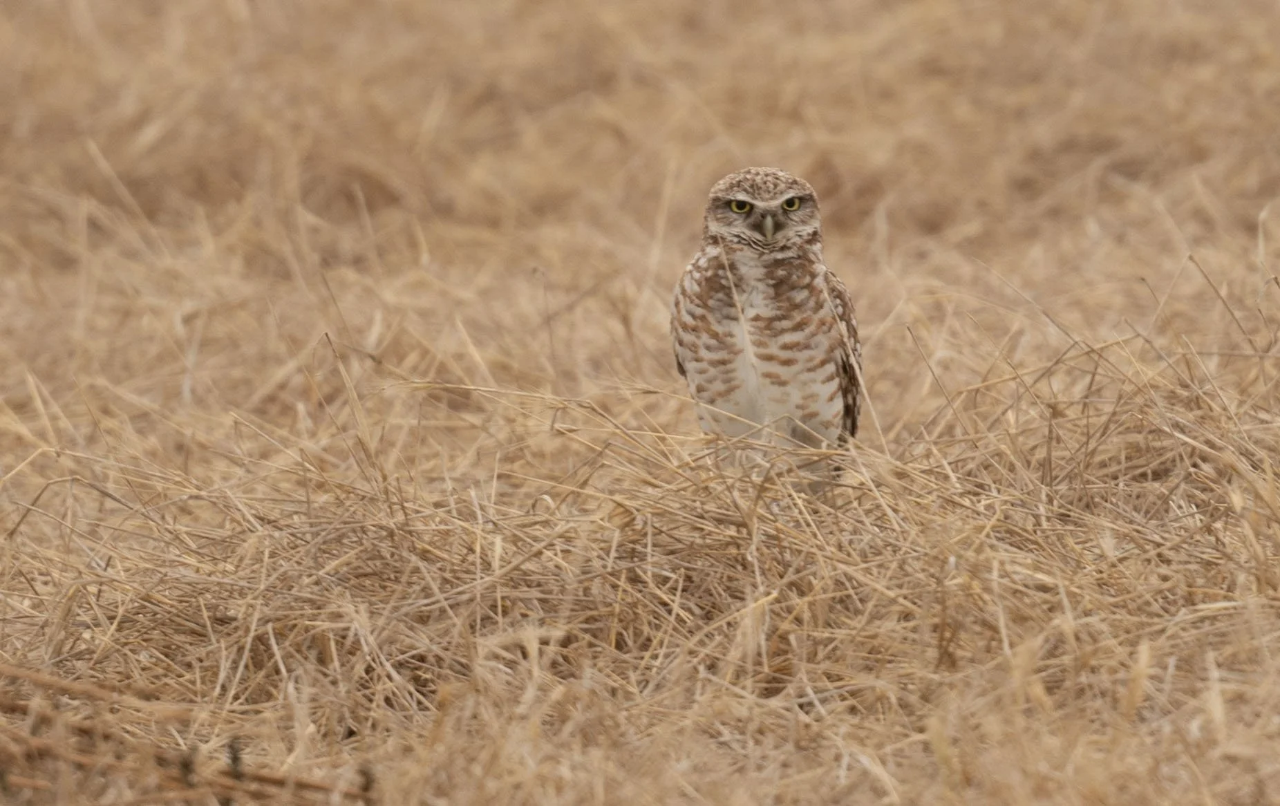 May Field Trip: Burrowing Owls and Chino Creek Wetlands