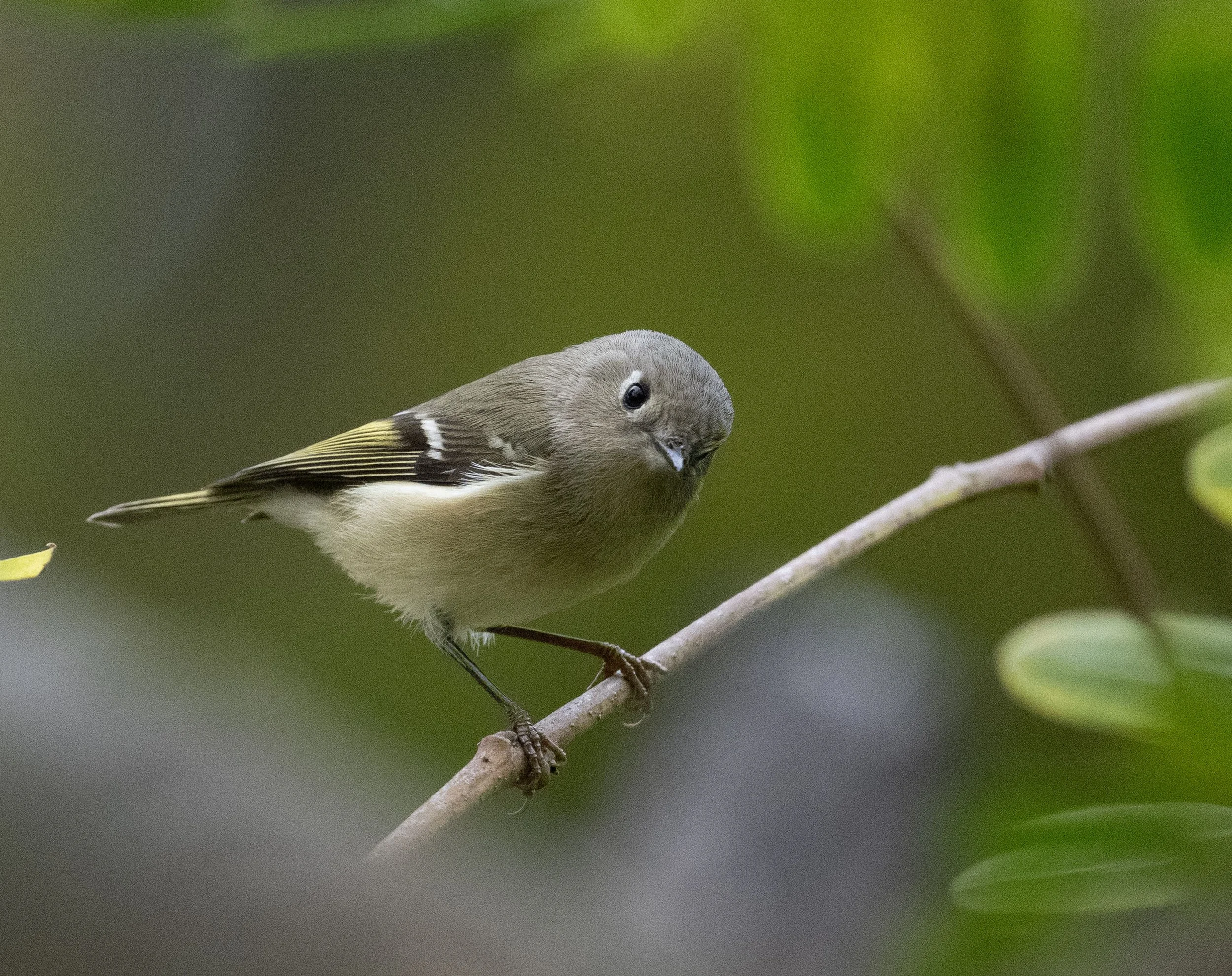 Ruby-crownedKinglet_20251220-1.jpg