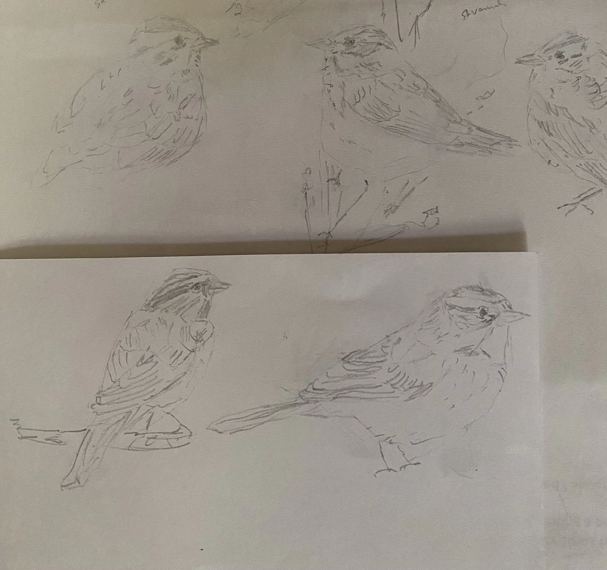 Drawing Birds