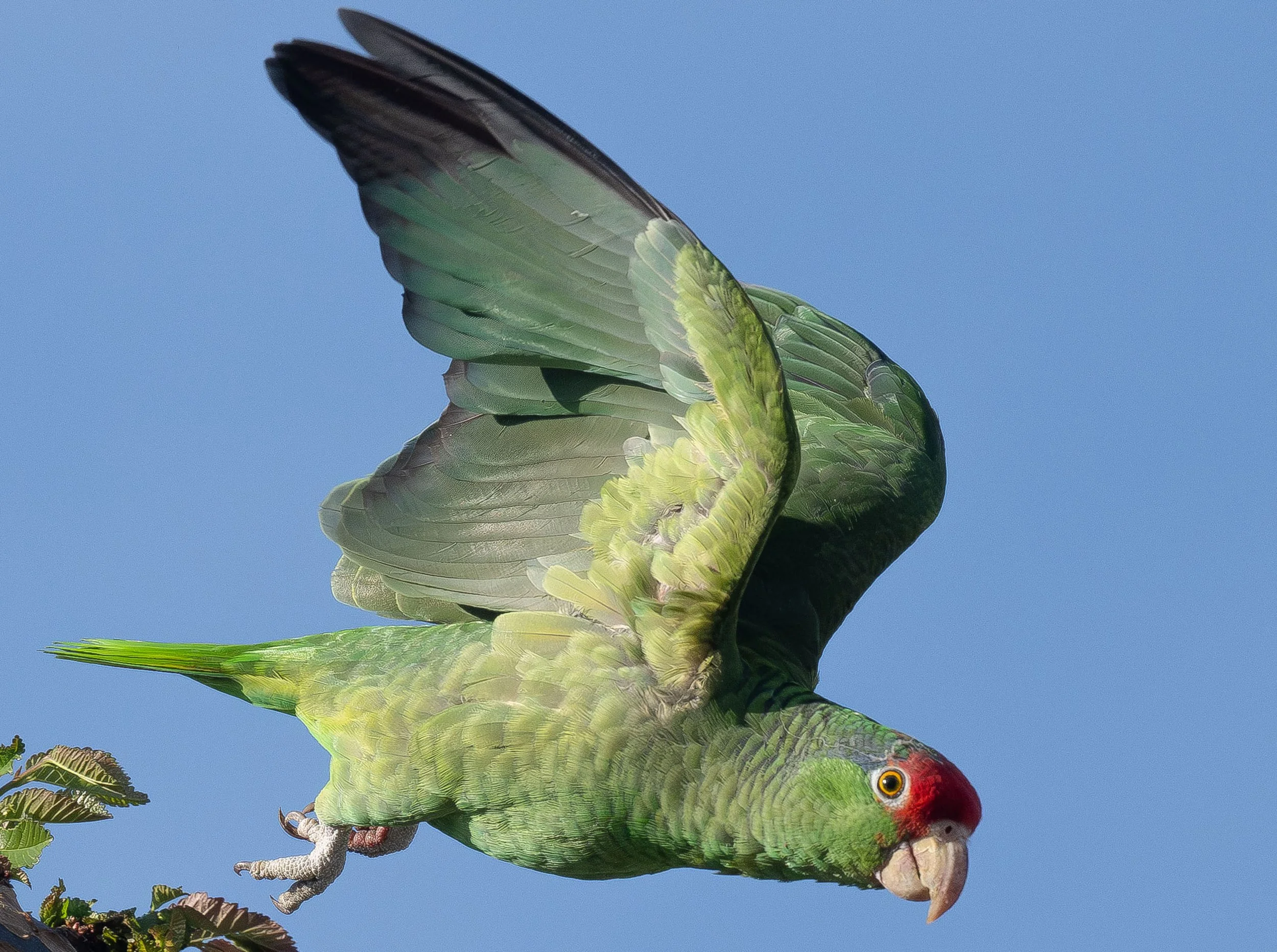 Do you want to learn about bird anatomy?