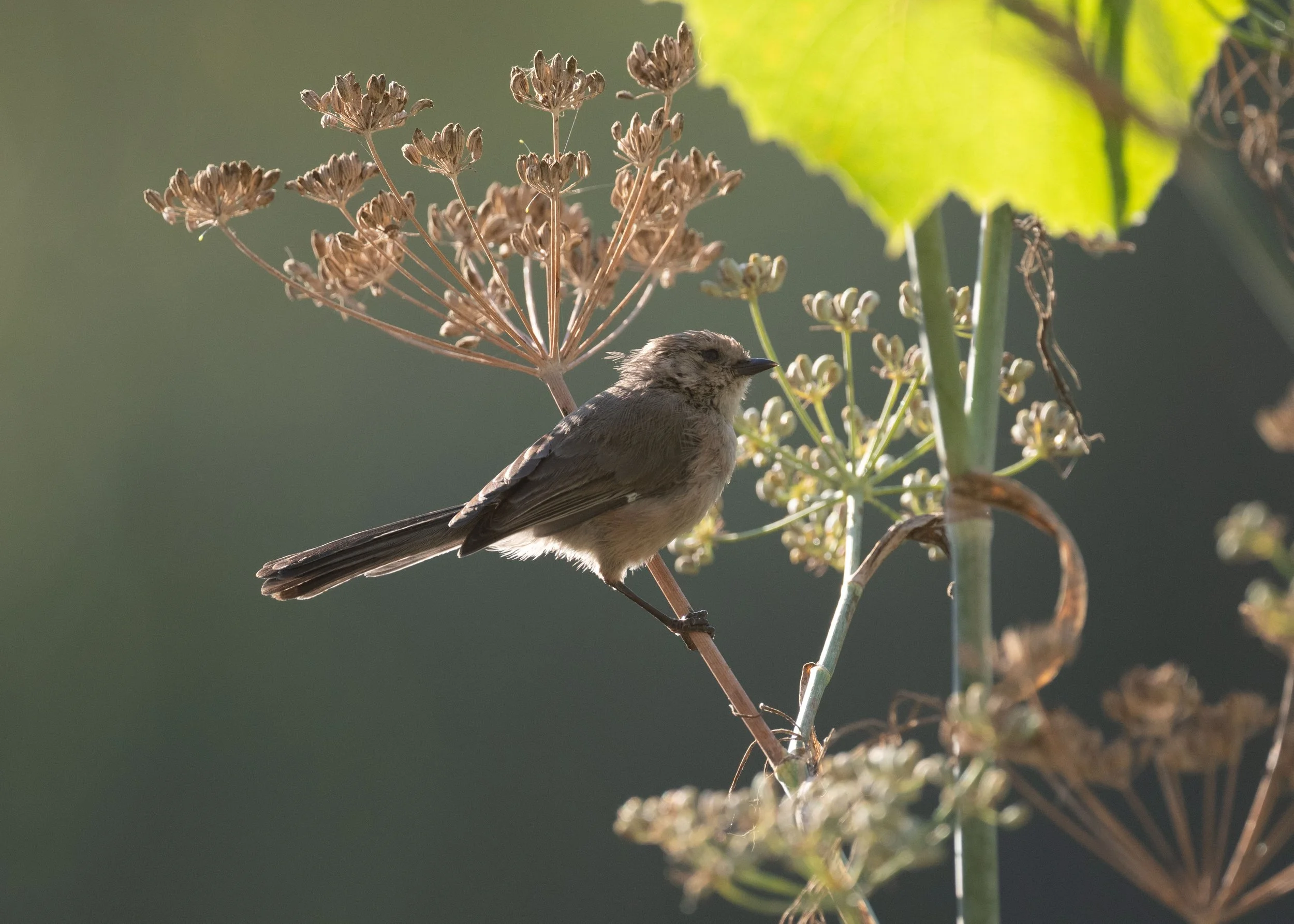 September Beginner Bird Walk