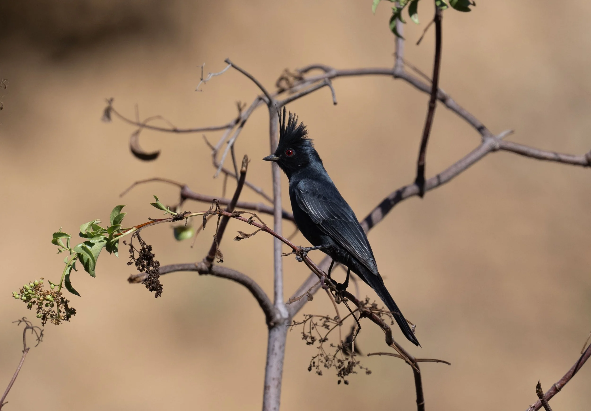 October Beginner Bird Walk