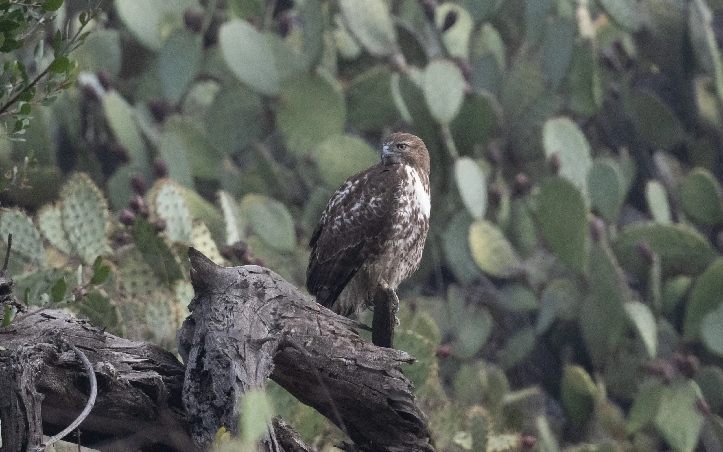 November Beginner Bird Walk