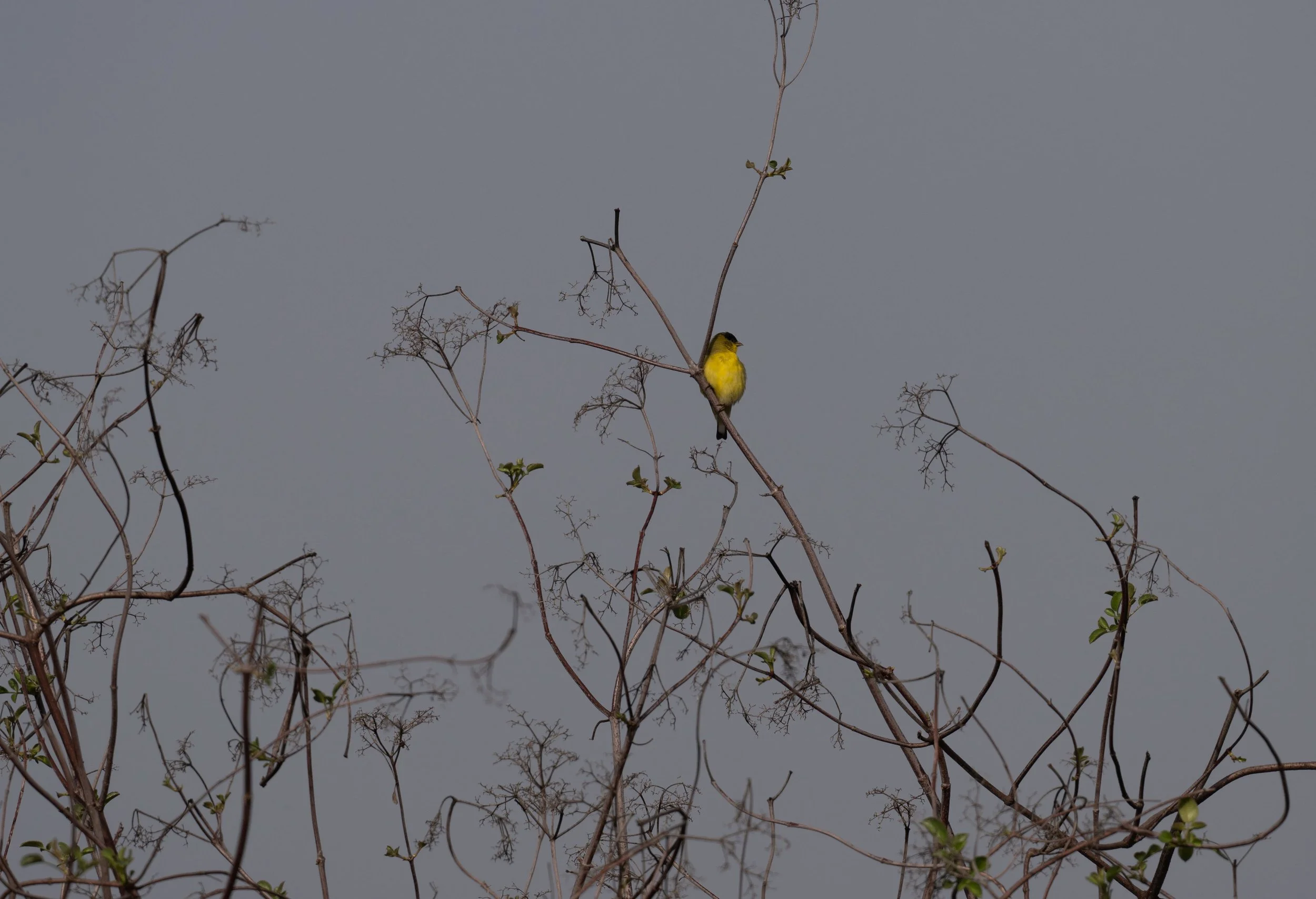 December Beginner Bird Walk