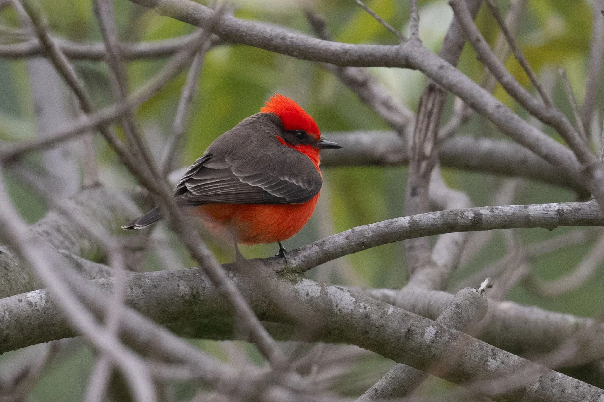 Bulmer Memorial Bird Walk