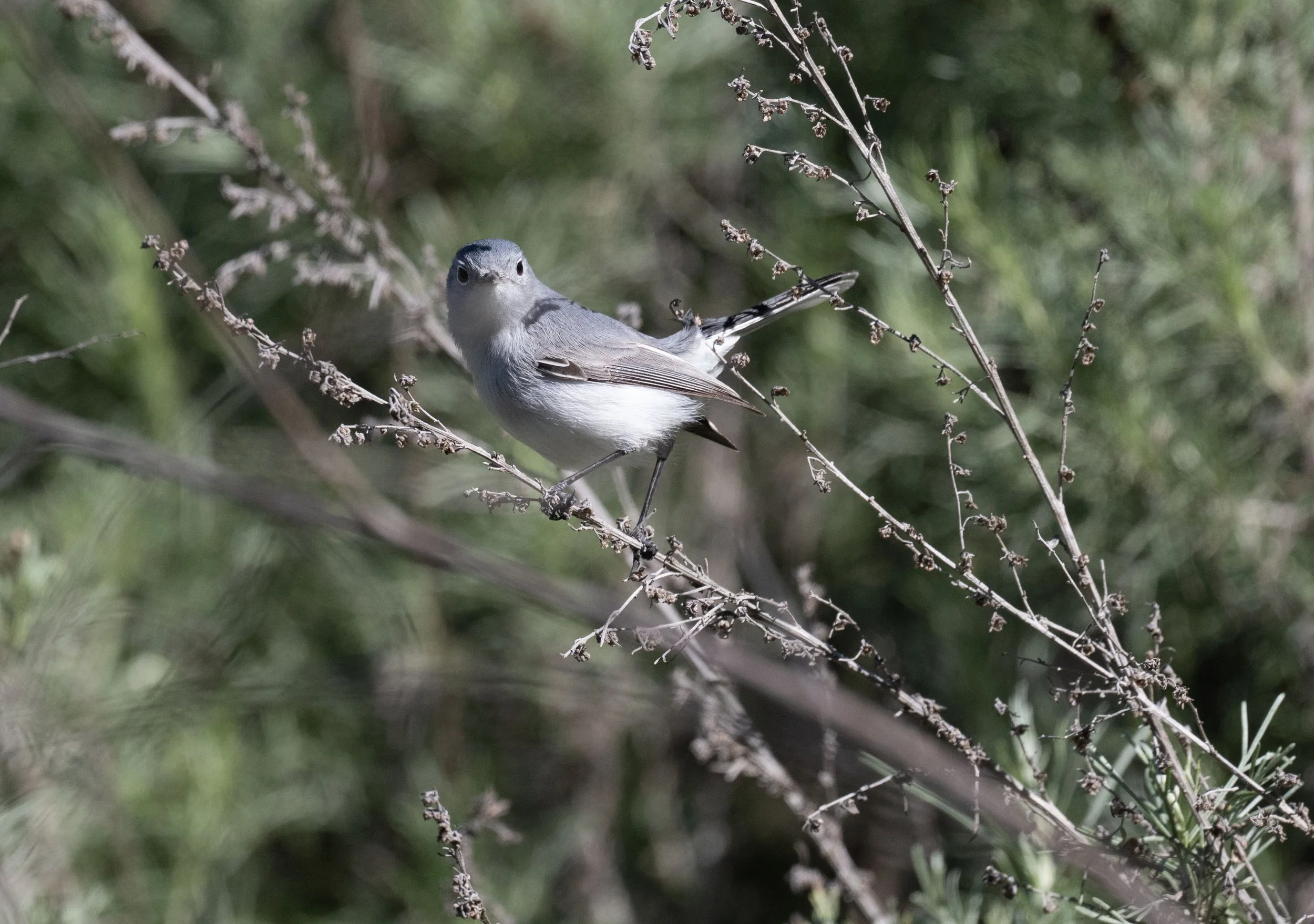 January Beginner Bird Walk