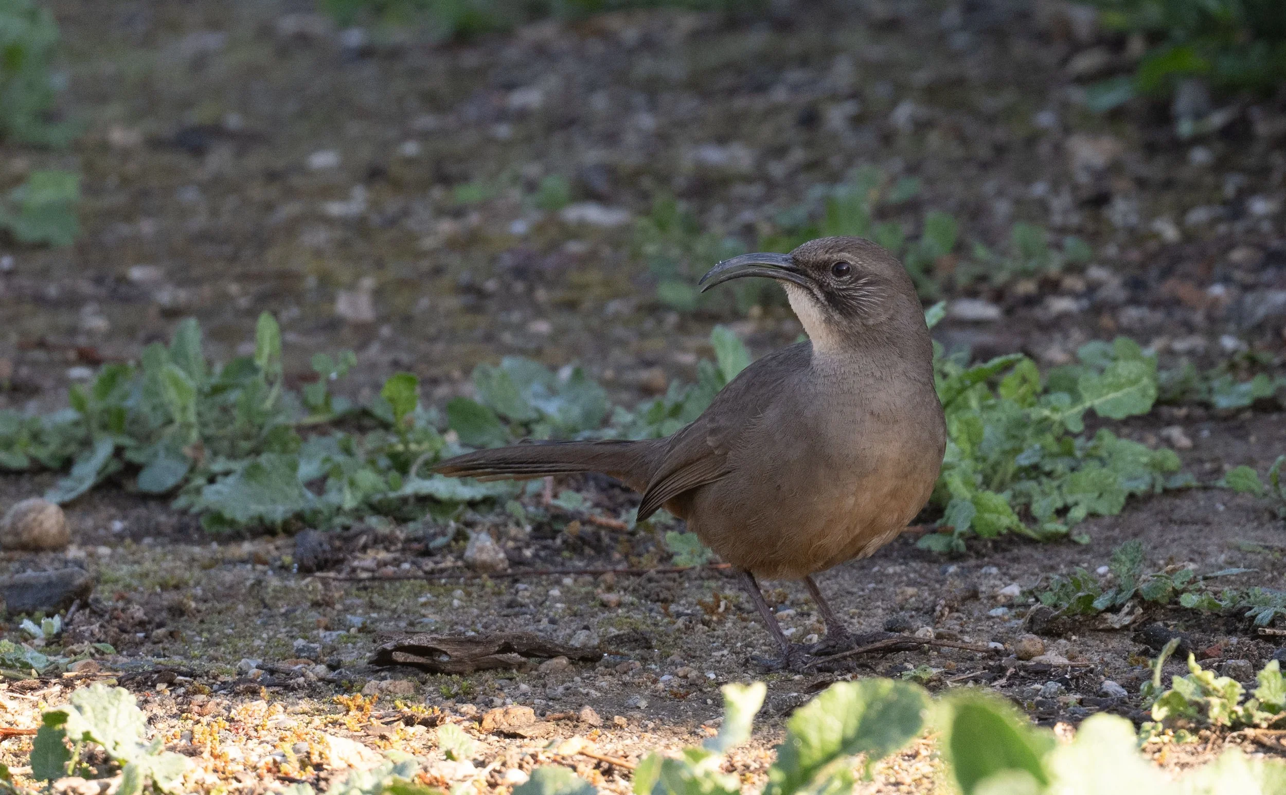 February Beginner Bird Walk