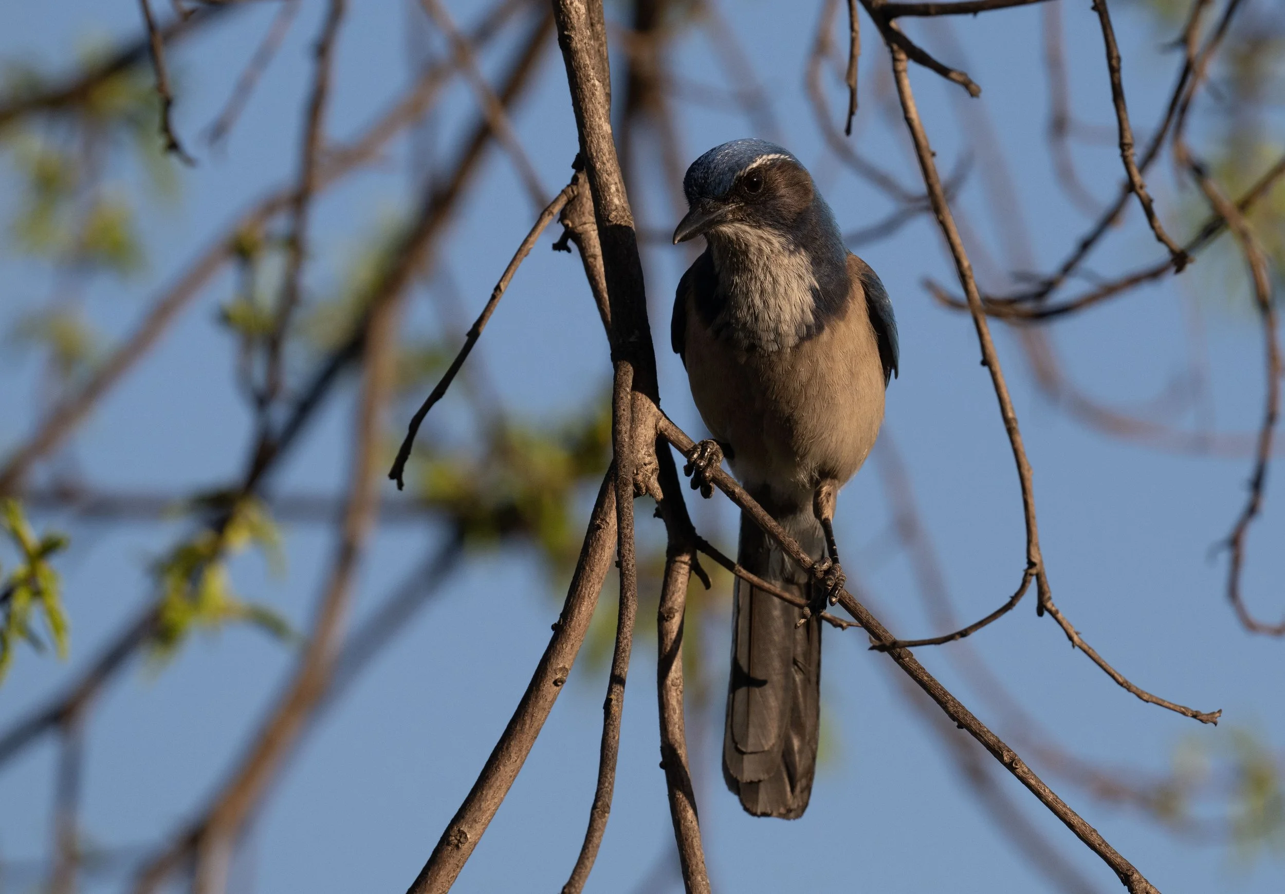 March Beginner Bird Walk