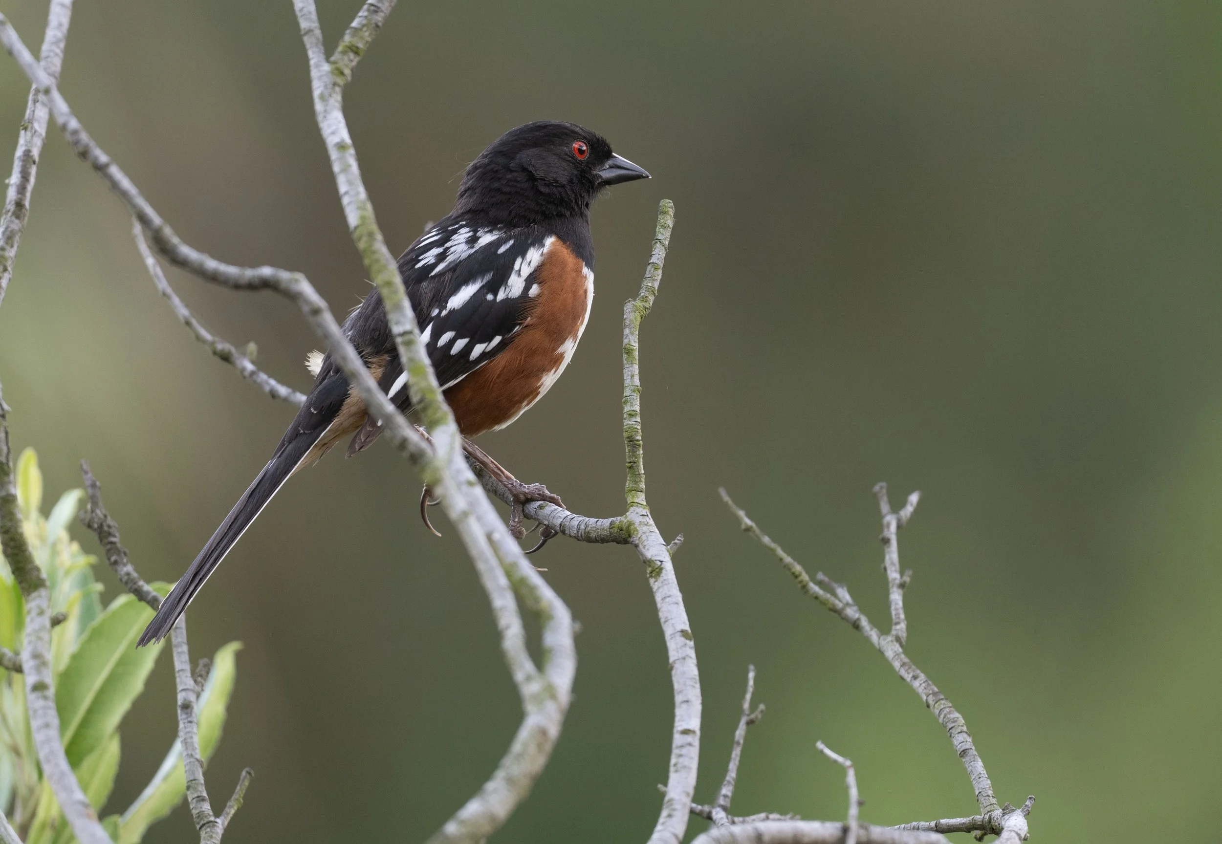 April Beginner Bird Walk
