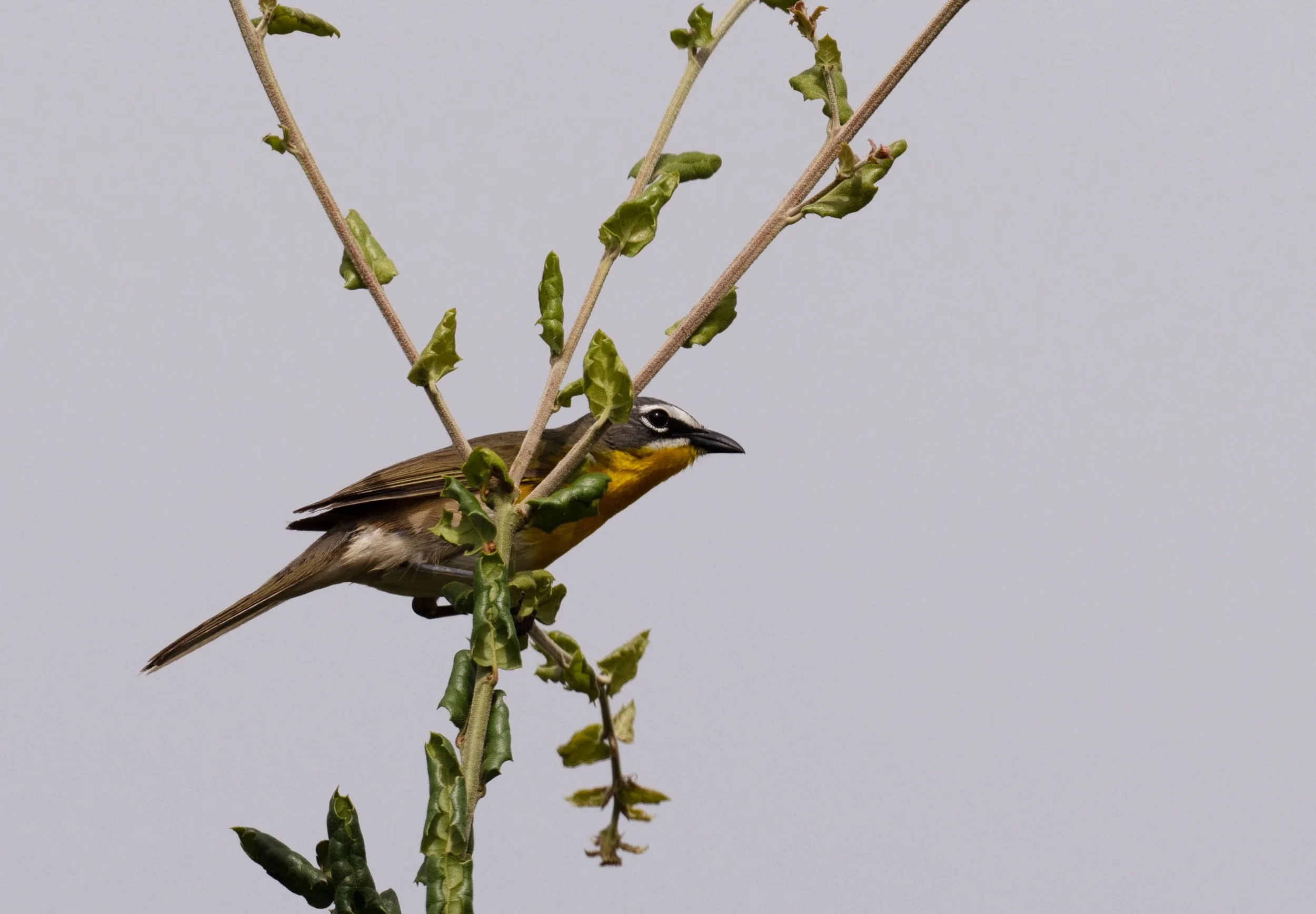 May Beginner Bird Walk