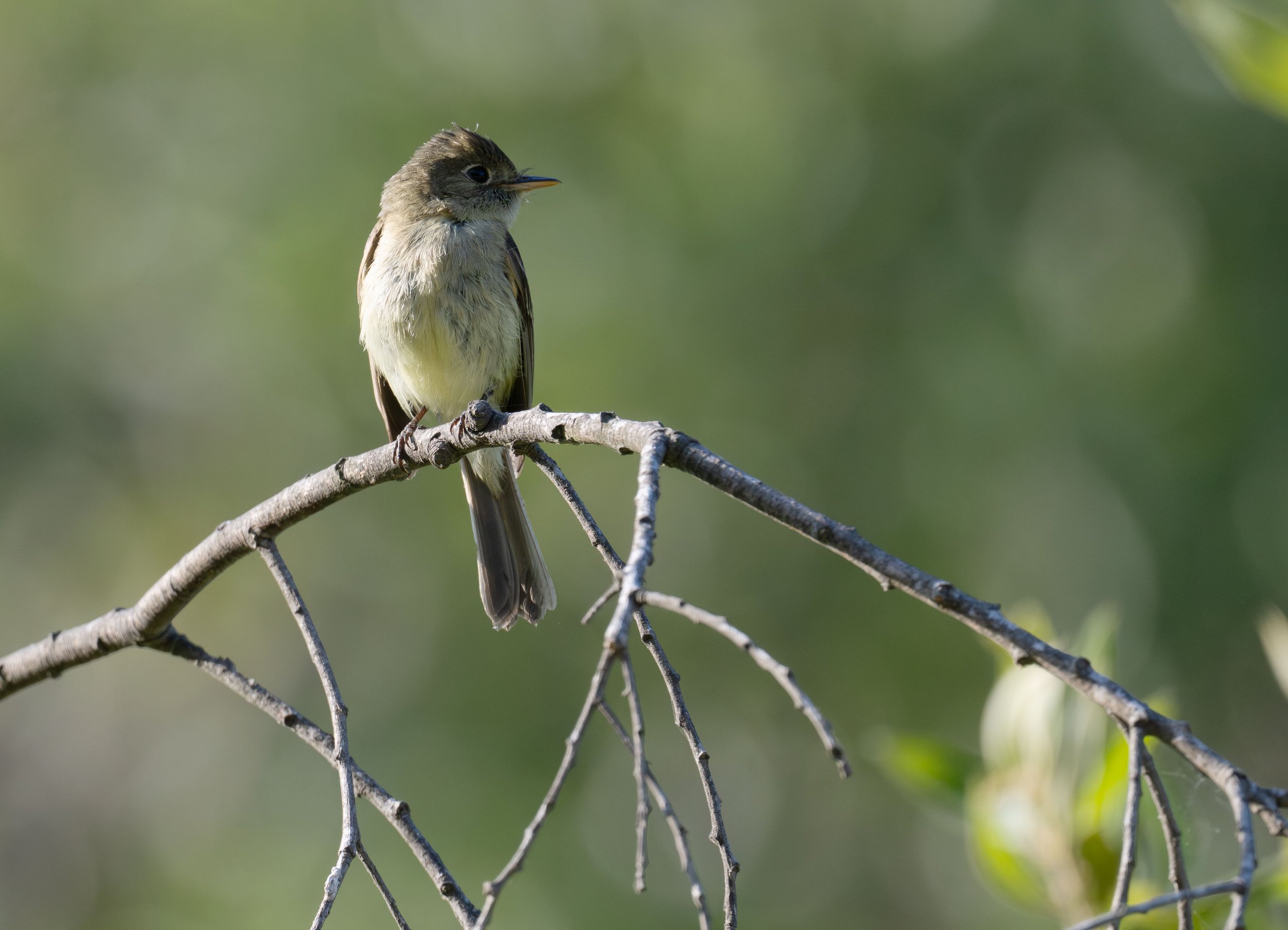 June Beginner Bird Walk