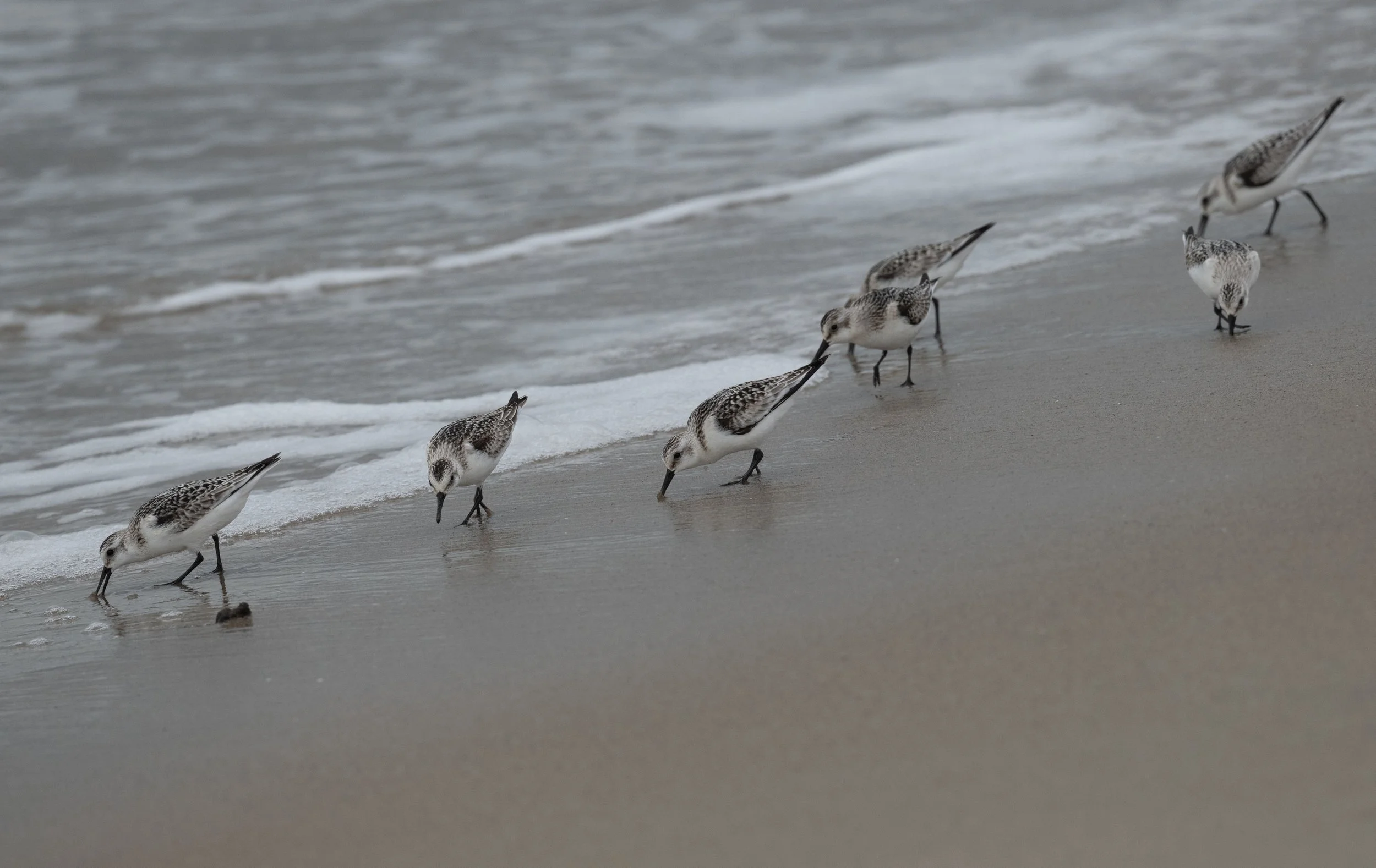 Malibu Lagoon Field Trip